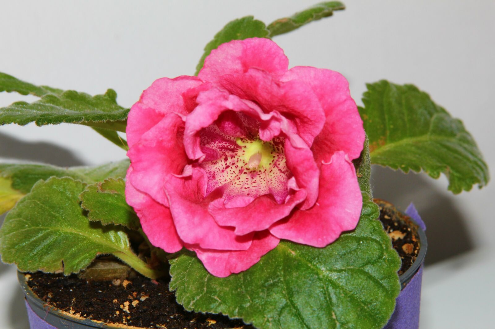 Canon EF 28-135mm F3.5-5.6 IS USM sample photo. Flower, rosa, nature photography