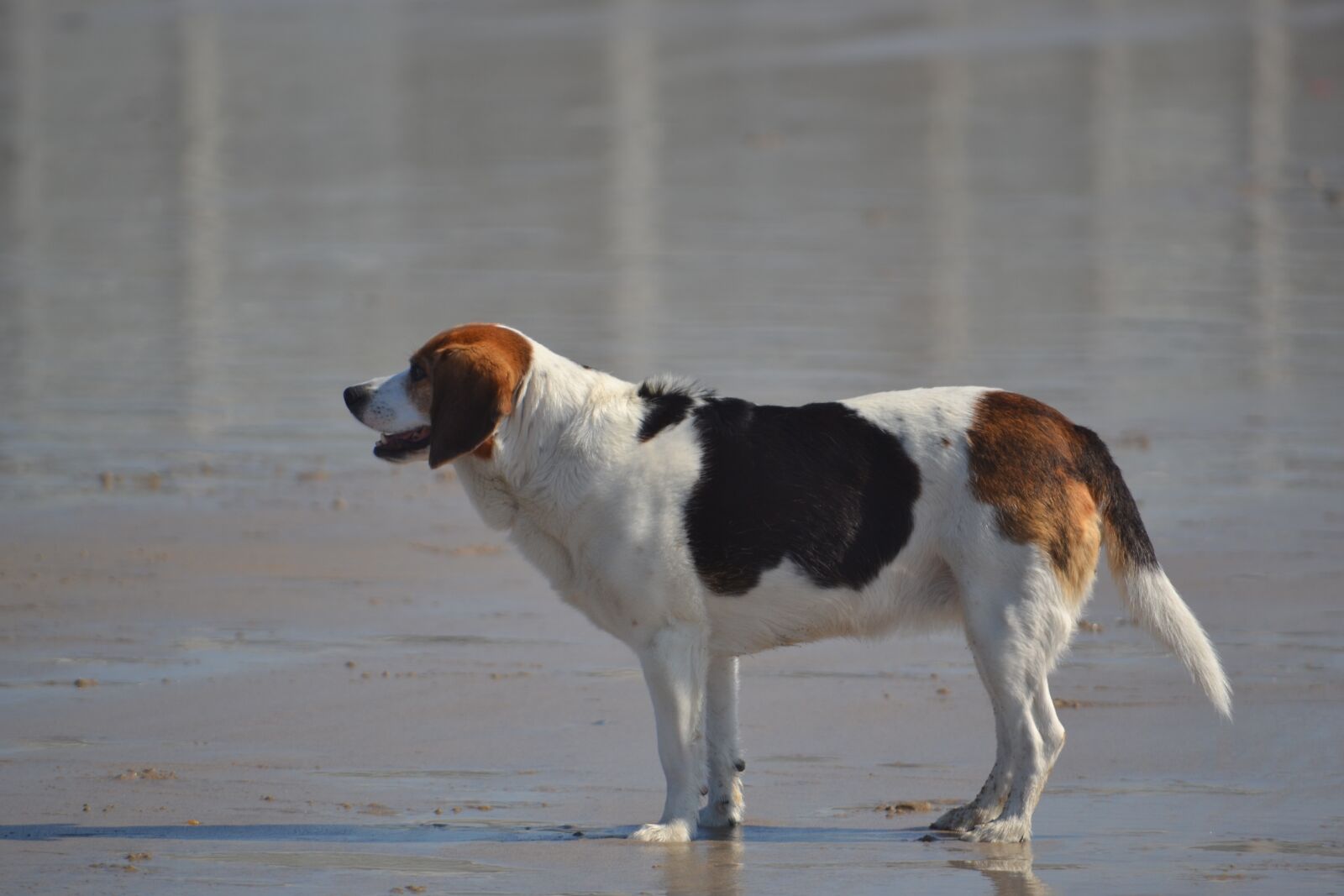 Nikon D3100 sample photo. Dog, water, mar photography