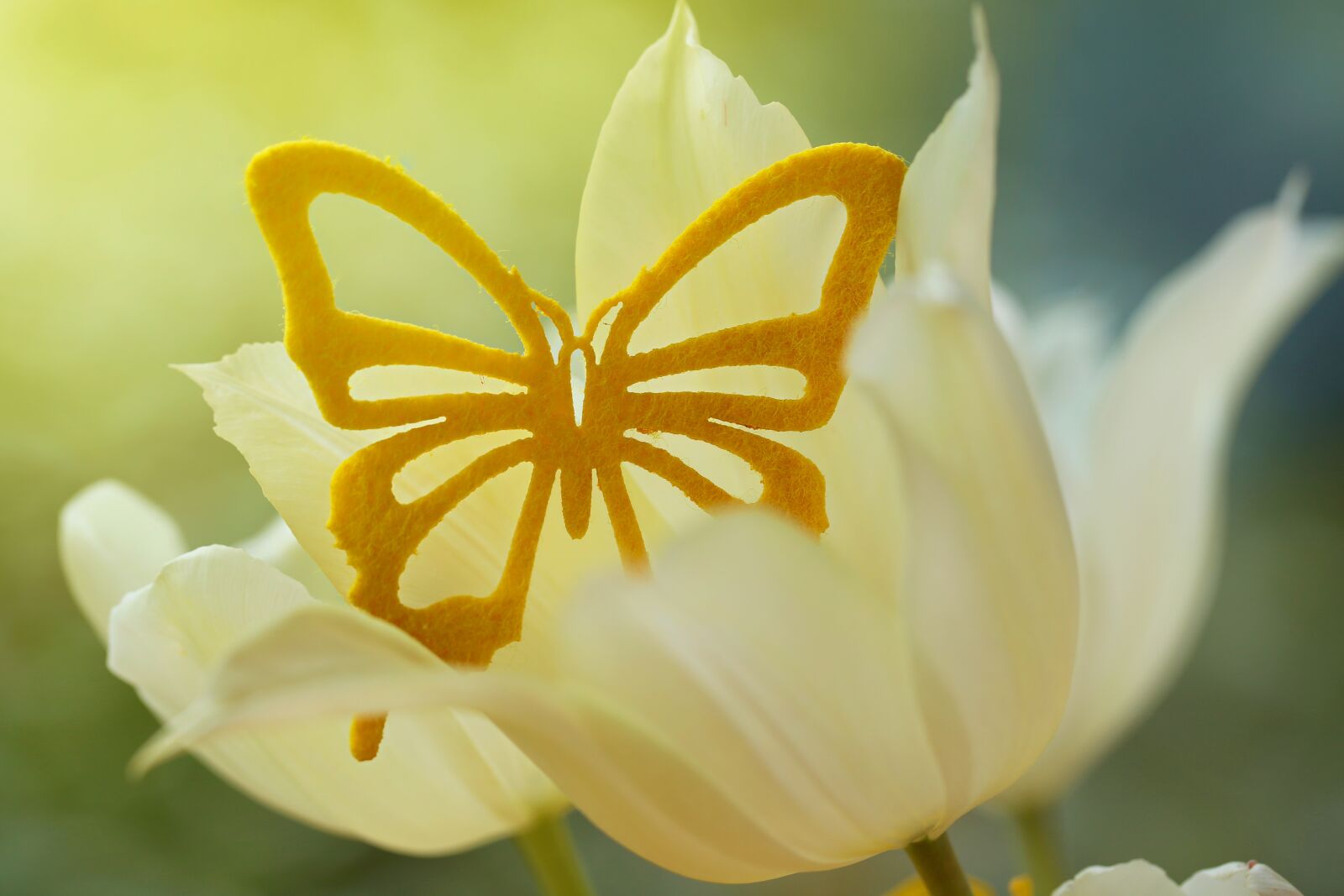 Canon EF 100mm F2.8L Macro IS USM sample photo. Tulip, butterfly, flower photography