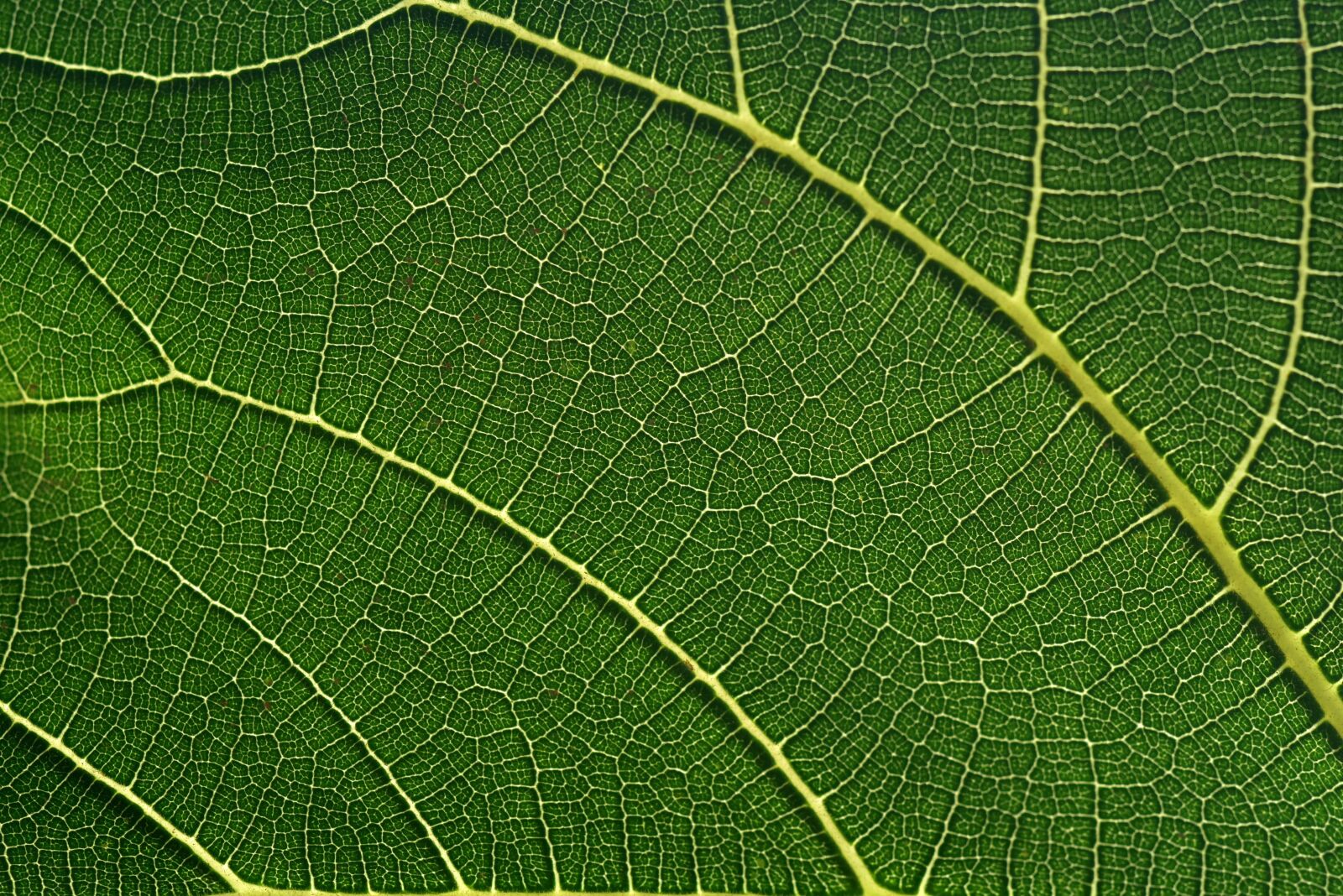 Nikon D750 sample photo. Fig leaf, leaf, green photography