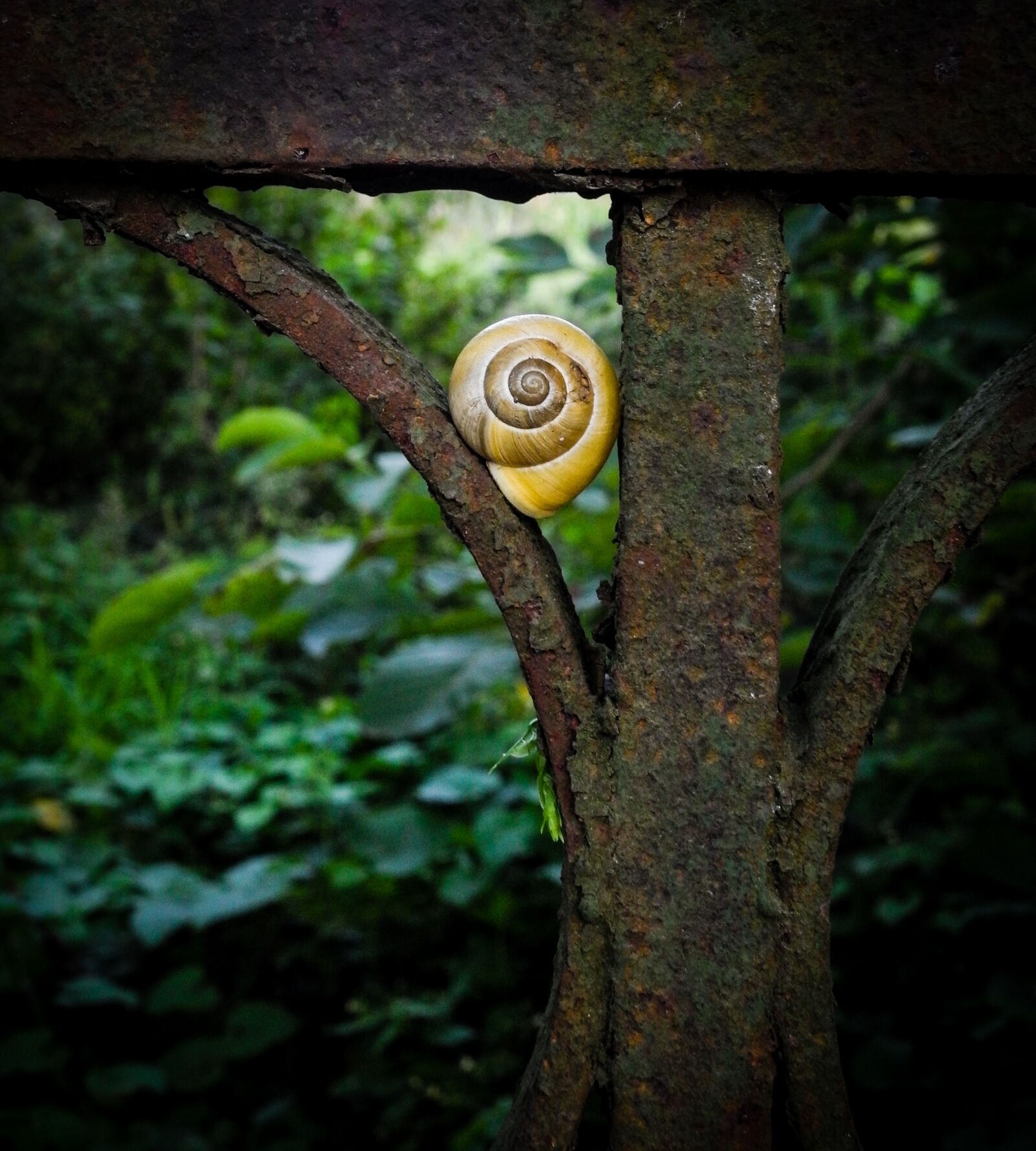 Leica X (Typ 113) sample photo. Snail, nature, shell photography