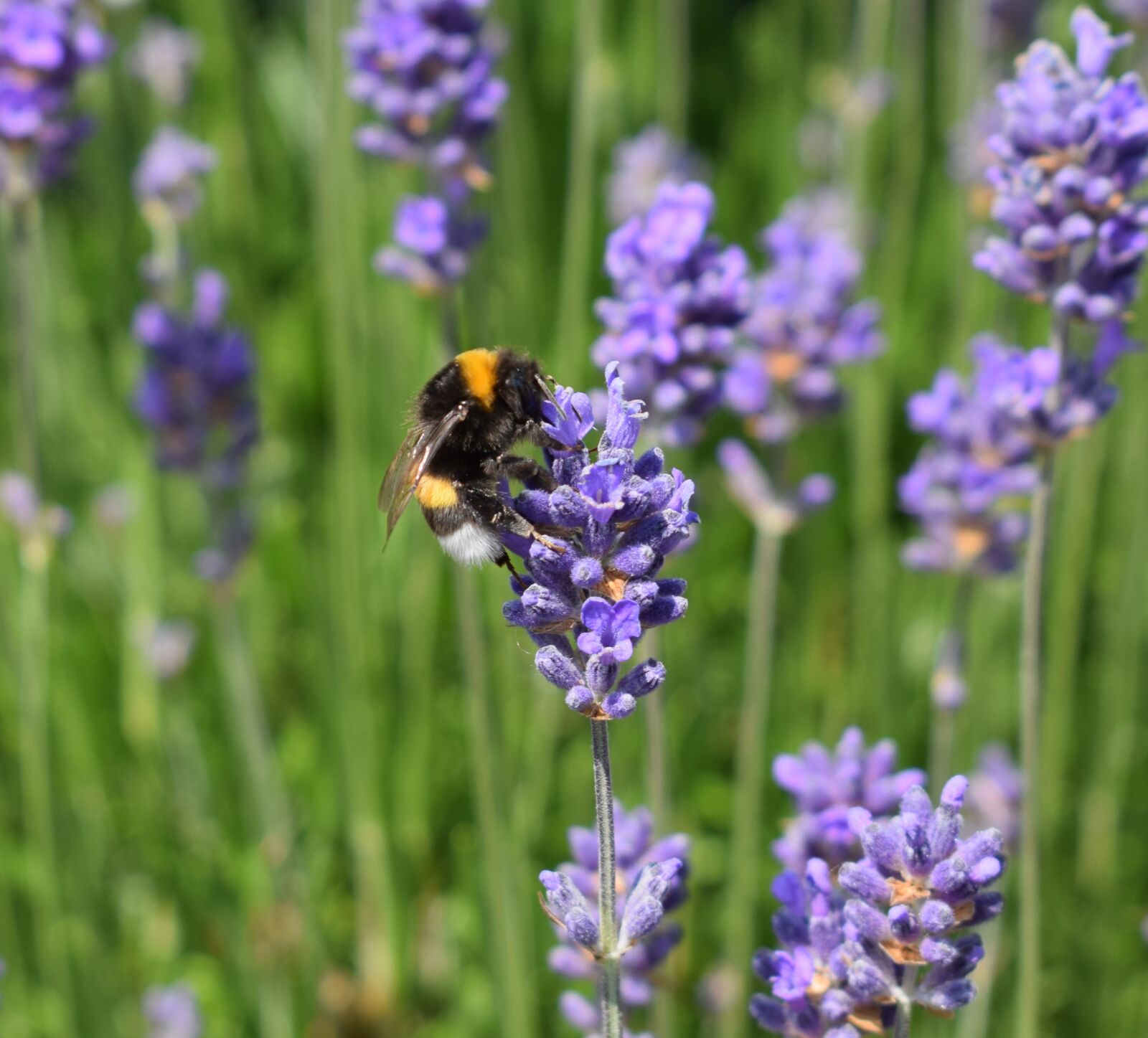 Nikon D3300 sample photo. Lavendel, nature, insect photography