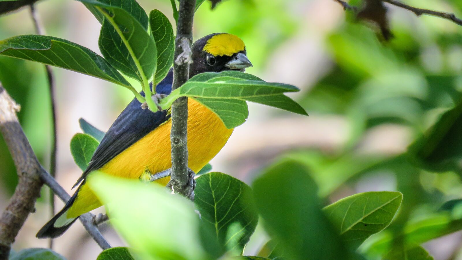 Canon PowerShot SX60 HS sample photo. Bird, well-you-saw, colorful photography