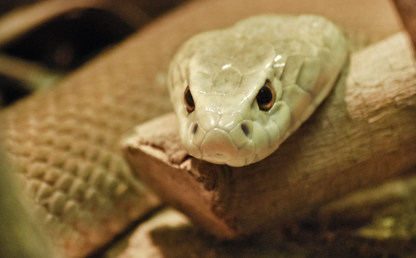 Nikon D60 sample photo. Snake, reptile, serpent photography