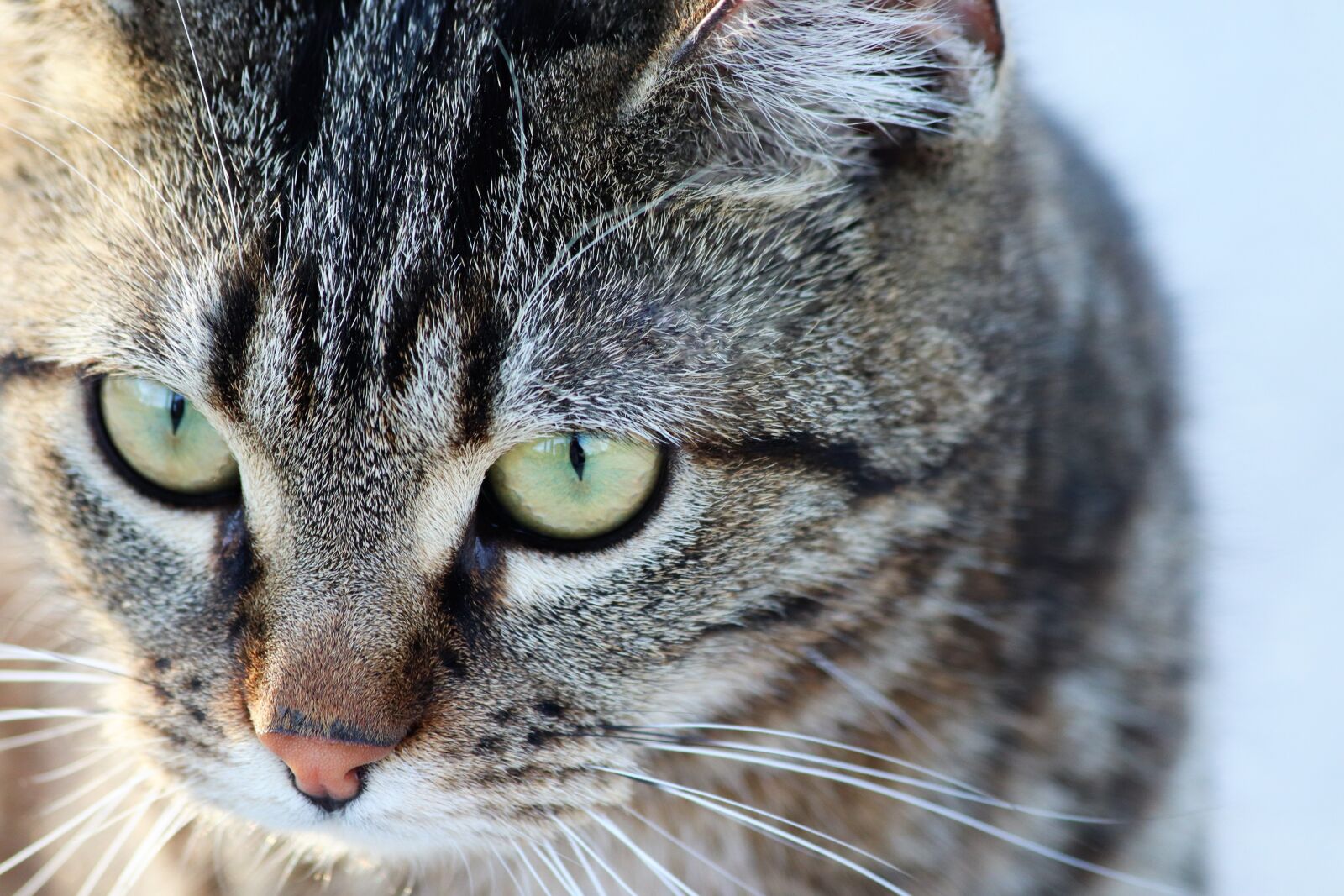 Canon EOS 200D (EOS Rebel SL2 / EOS Kiss X9) sample photo. Tiger cat, green eyes photography