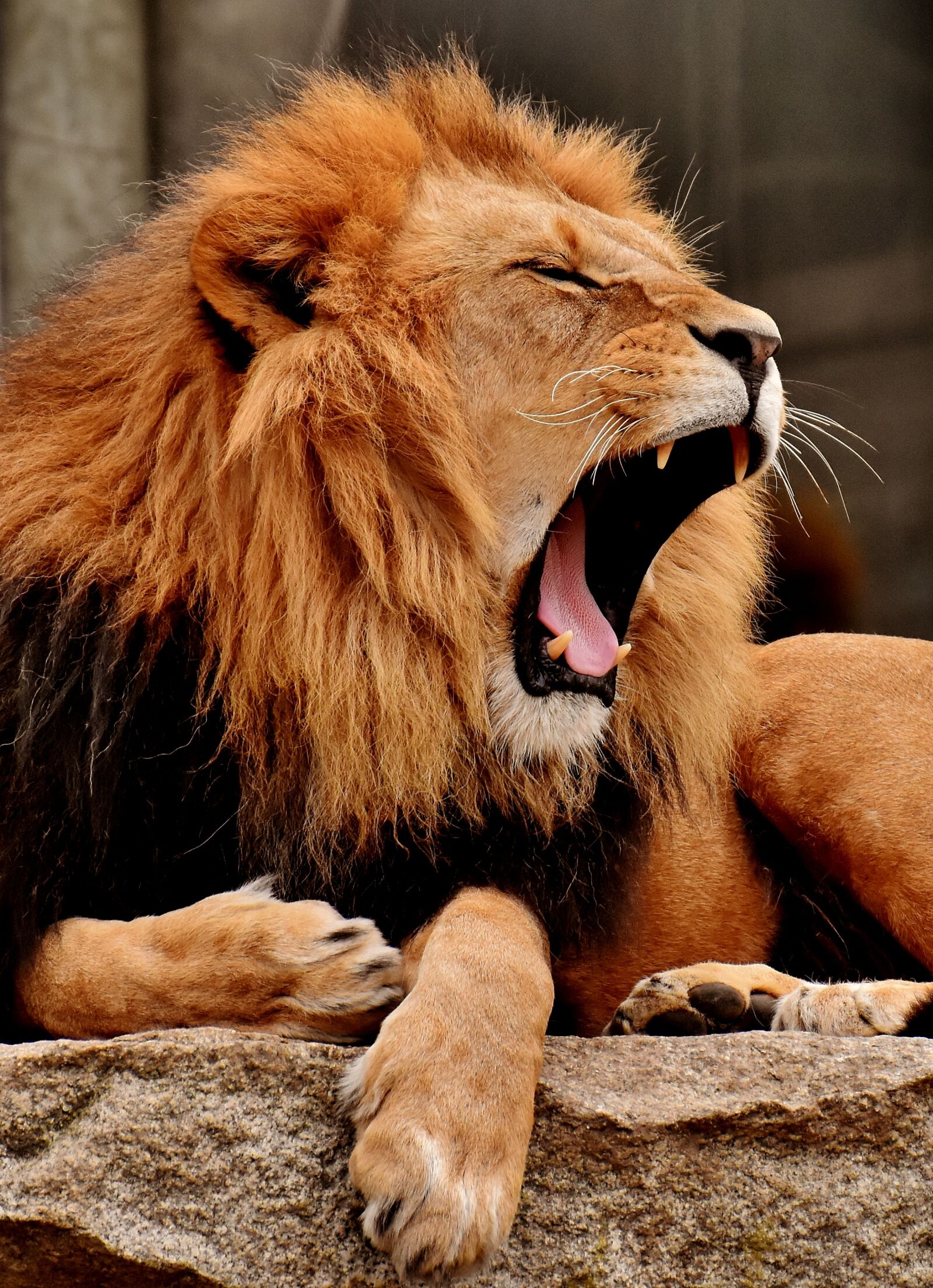 Nikon D7200 sample photo. Lion, predator, dangerous photography
