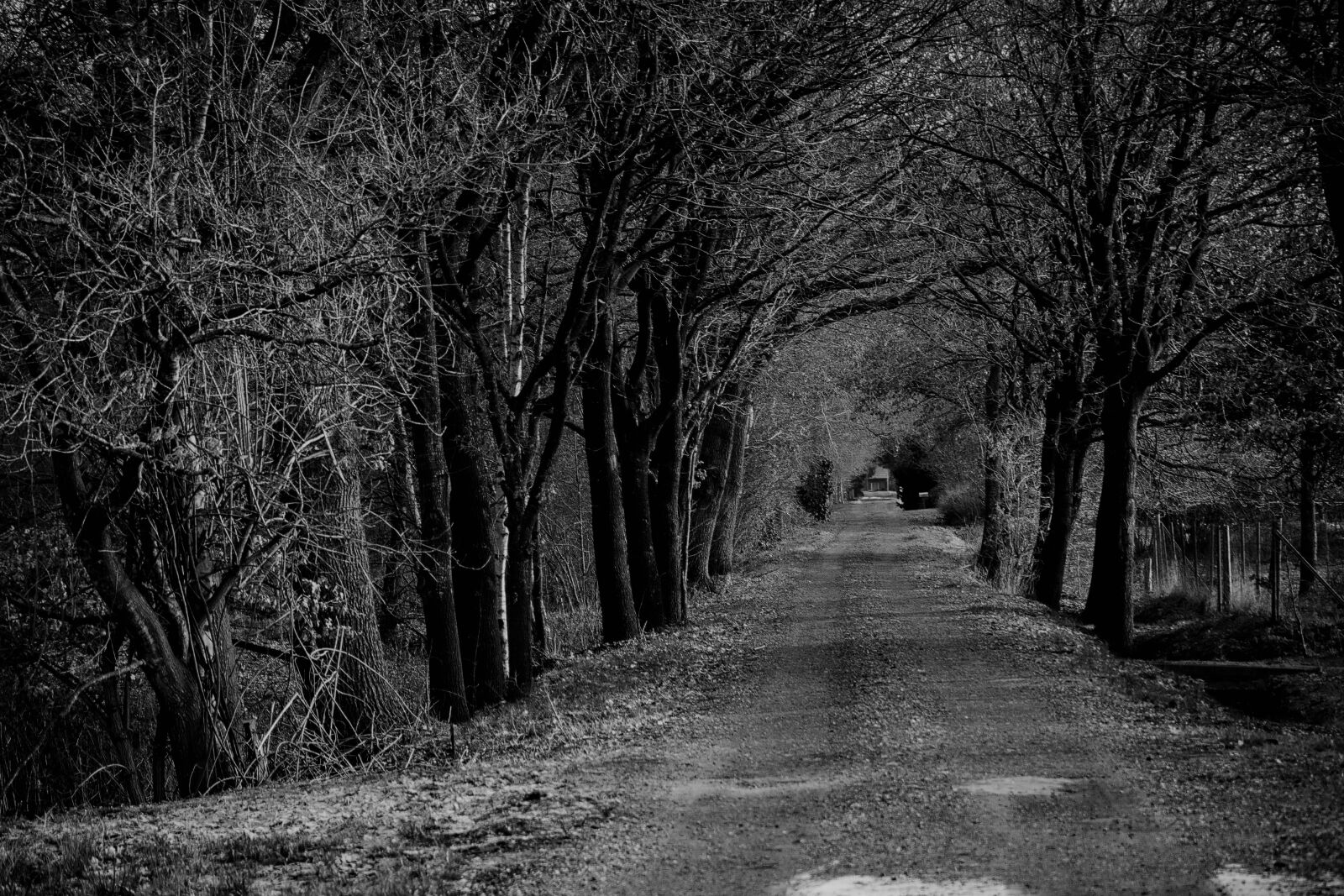 Nikon D3300 sample photo. Forest, s w, nature photography