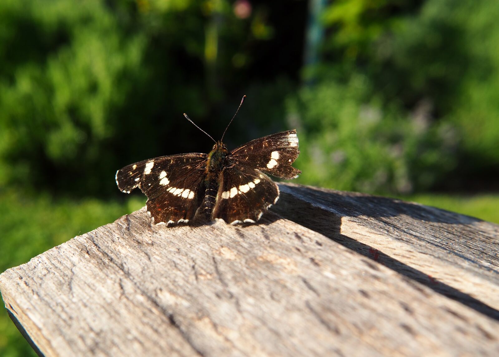Olympus OM-D E-M10 sample photo. Butterfly, wood, nature photography