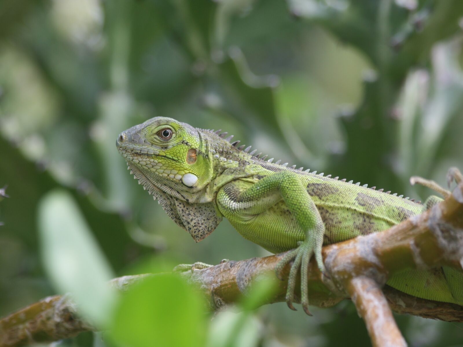 Canon EOS 400D (EOS Digital Rebel XTi / EOS Kiss Digital X) sample photo. Iguana, reptile, bonaire photography