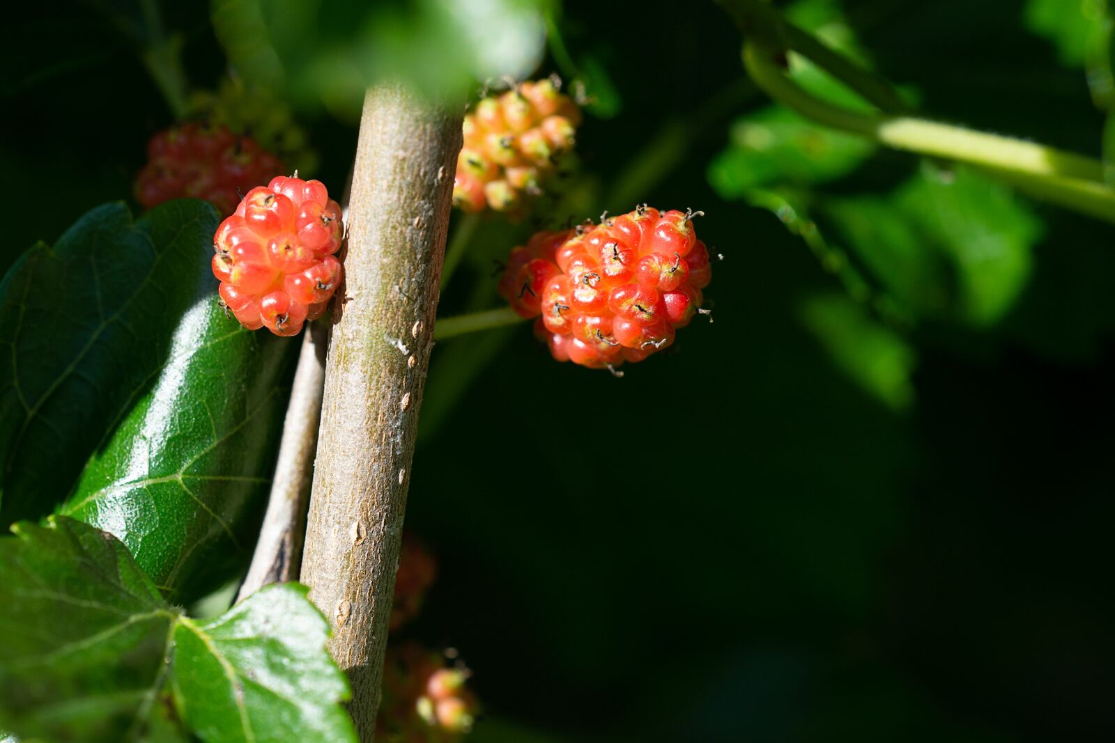Nikon D7100 sample photo. Mulberries, immature, ripening process photography