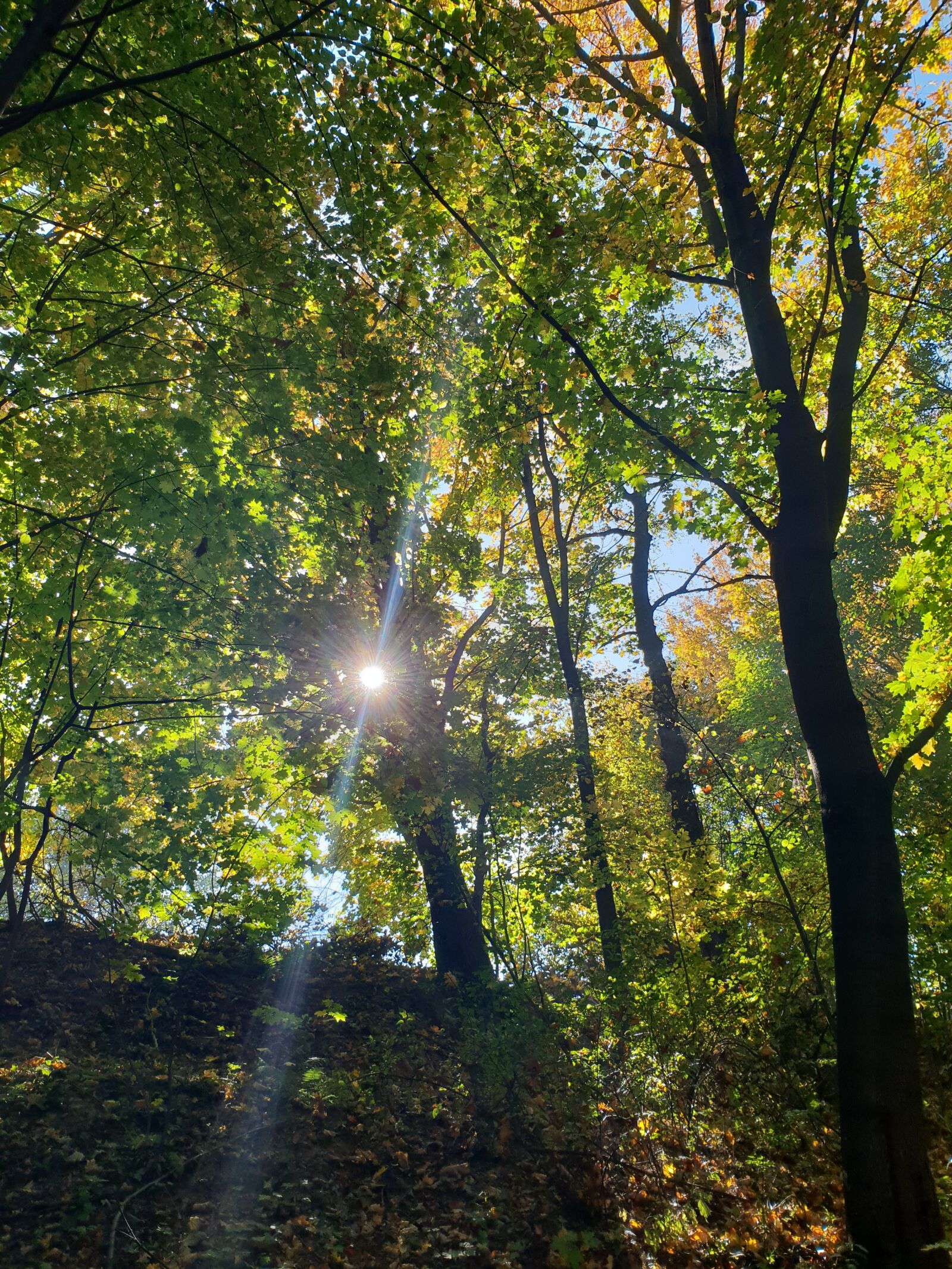 Samsung Galaxy S9+ sample photo. Forest, green, tree photography