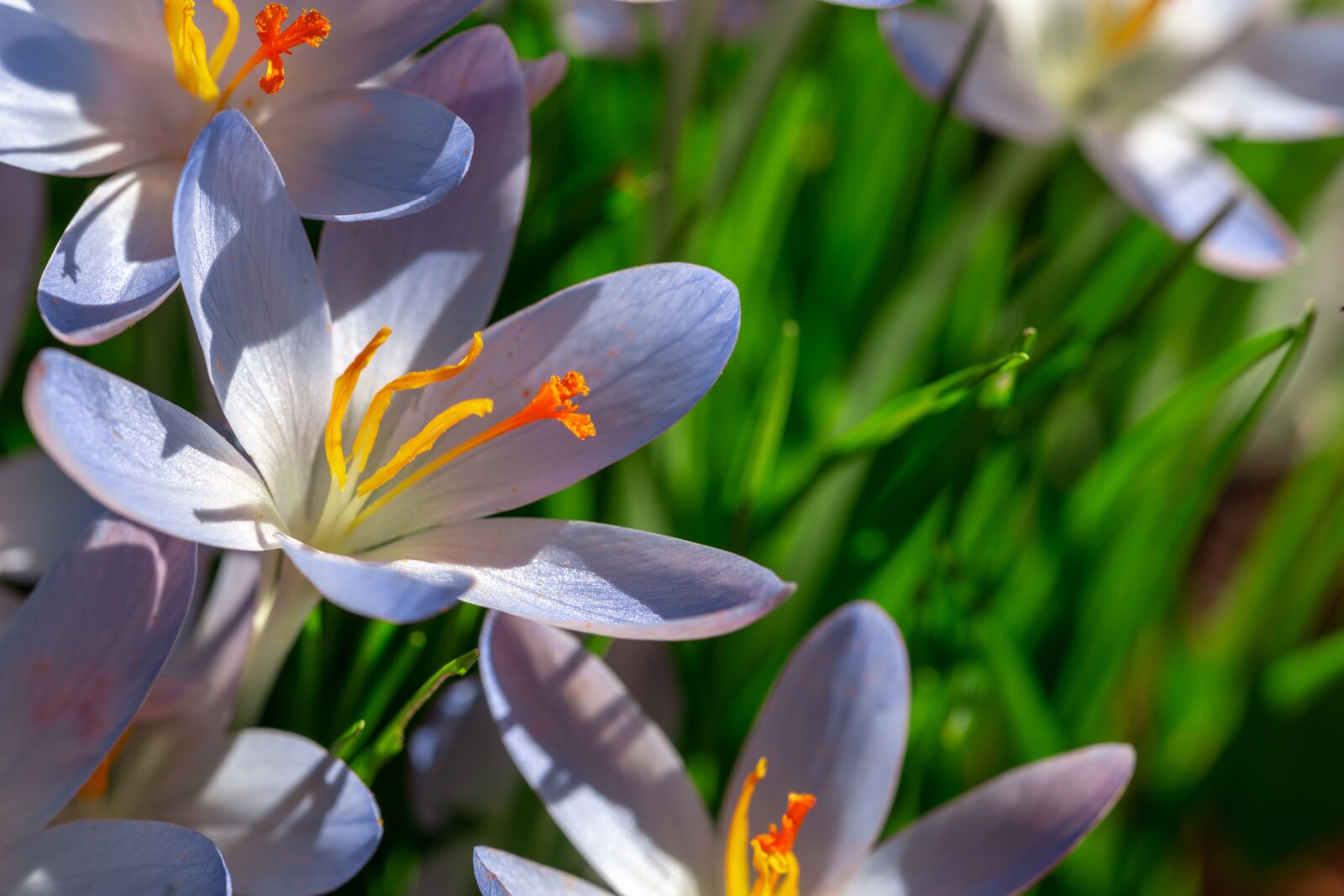 Canon EOS 6D sample photo. Dalmatians crocus, crocus, flowers photography
