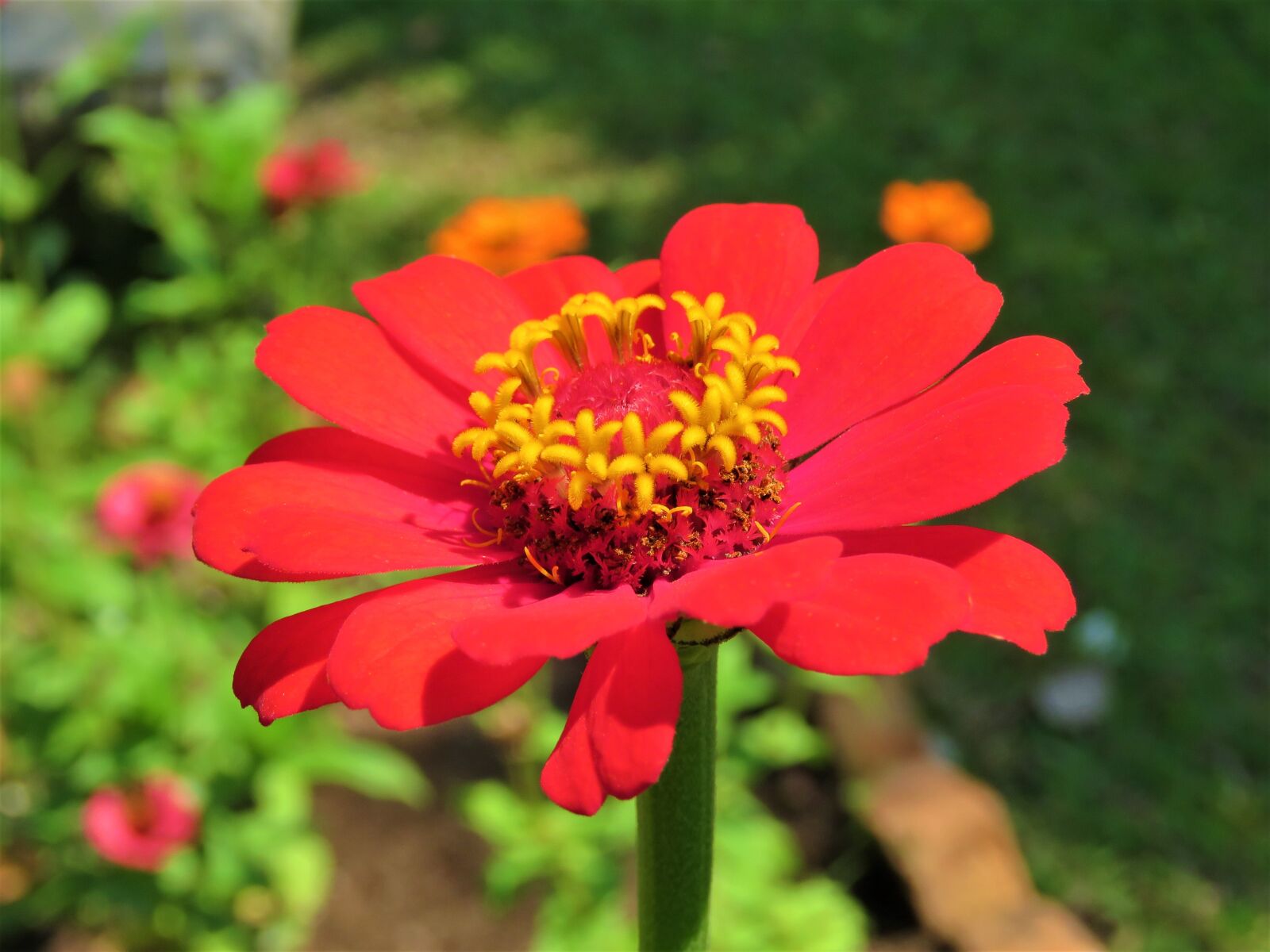 Canon PowerShot SX60 HS sample photo. Zinnia, flower, plant photography