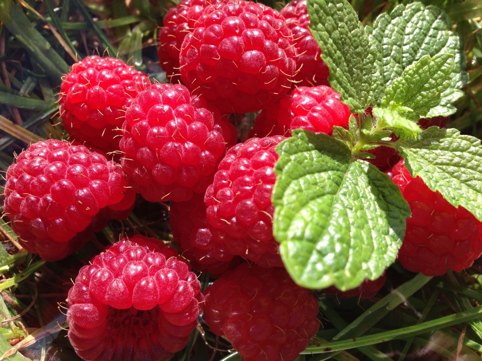 iPhone 5 back camera 4.12mm f/2.4 sample photo. Rasberry, garden, fruit photography