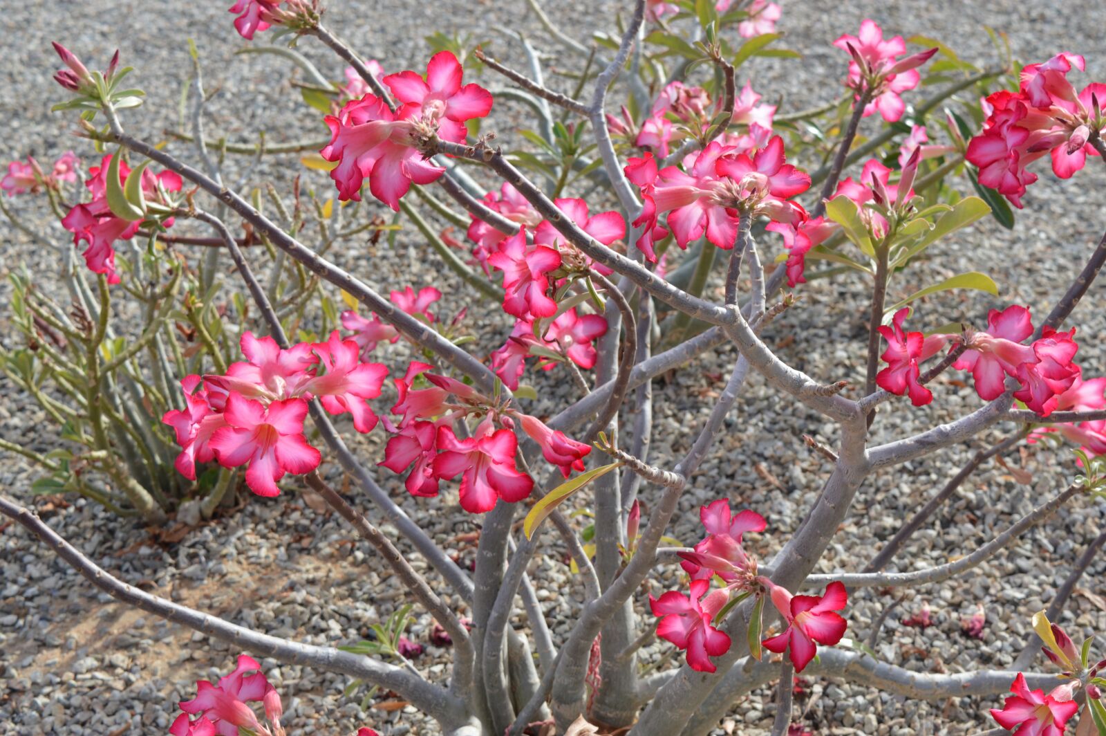 Nikon D3200 sample photo. Desert, bloom, pink photography