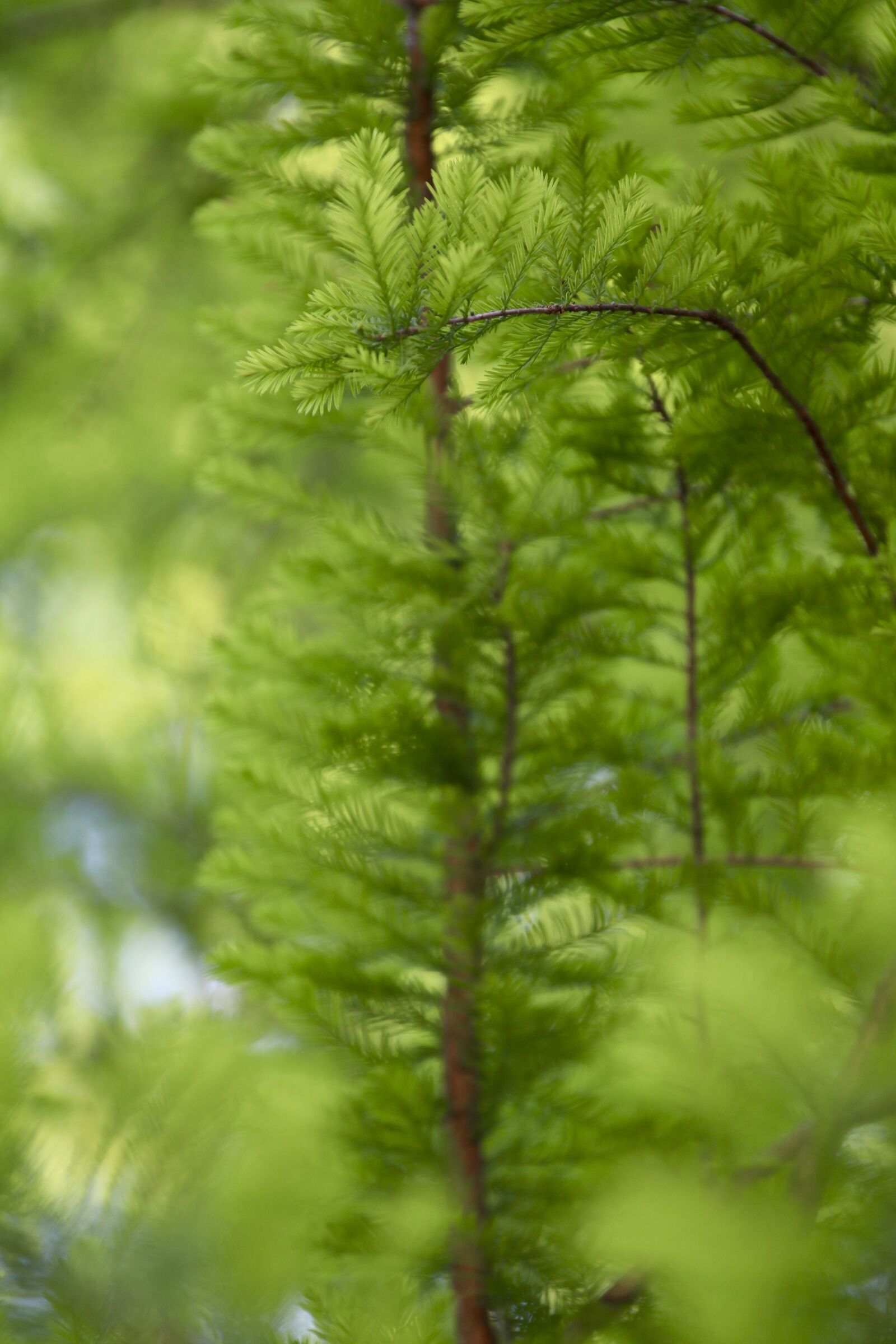 Canon EOS 80D sample photo. Green, nature, forest photography