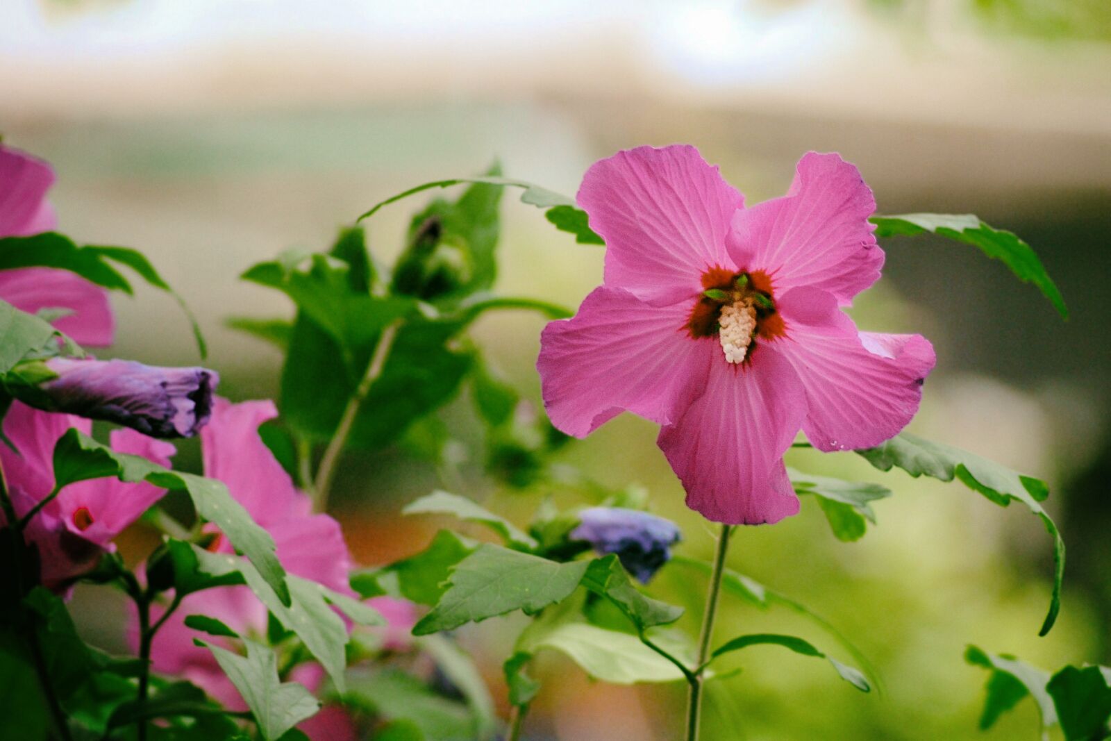 Nikon D3000 sample photo. Hibiscus, pink, blossom photography