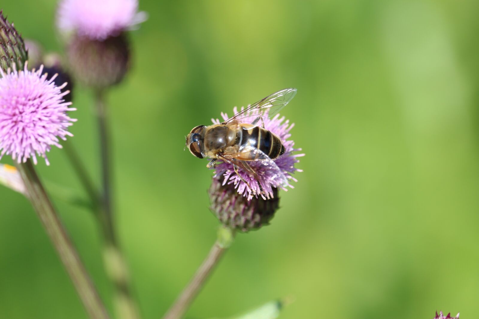 Canon EF-S 55-250mm F4-5.6 IS STM sample photo. Bee, insect, pollen photography