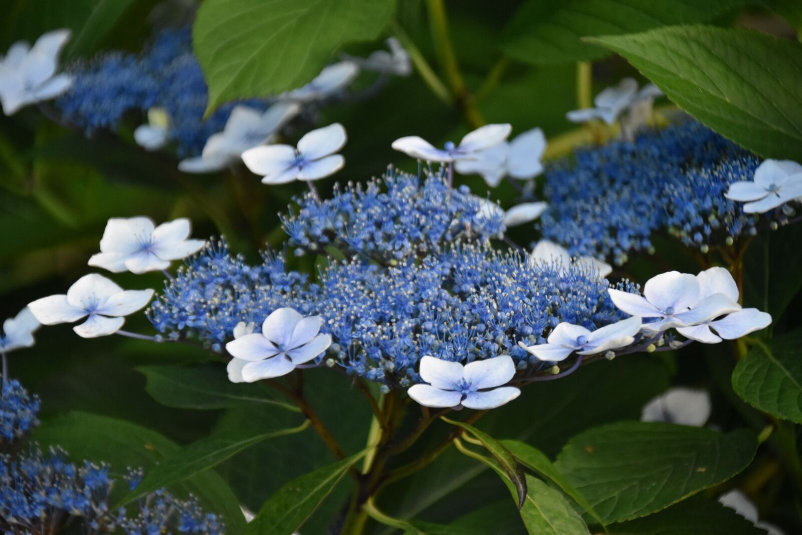 Nikon D5600 sample photo. Flower, flower hydrangea, hydrangea photography