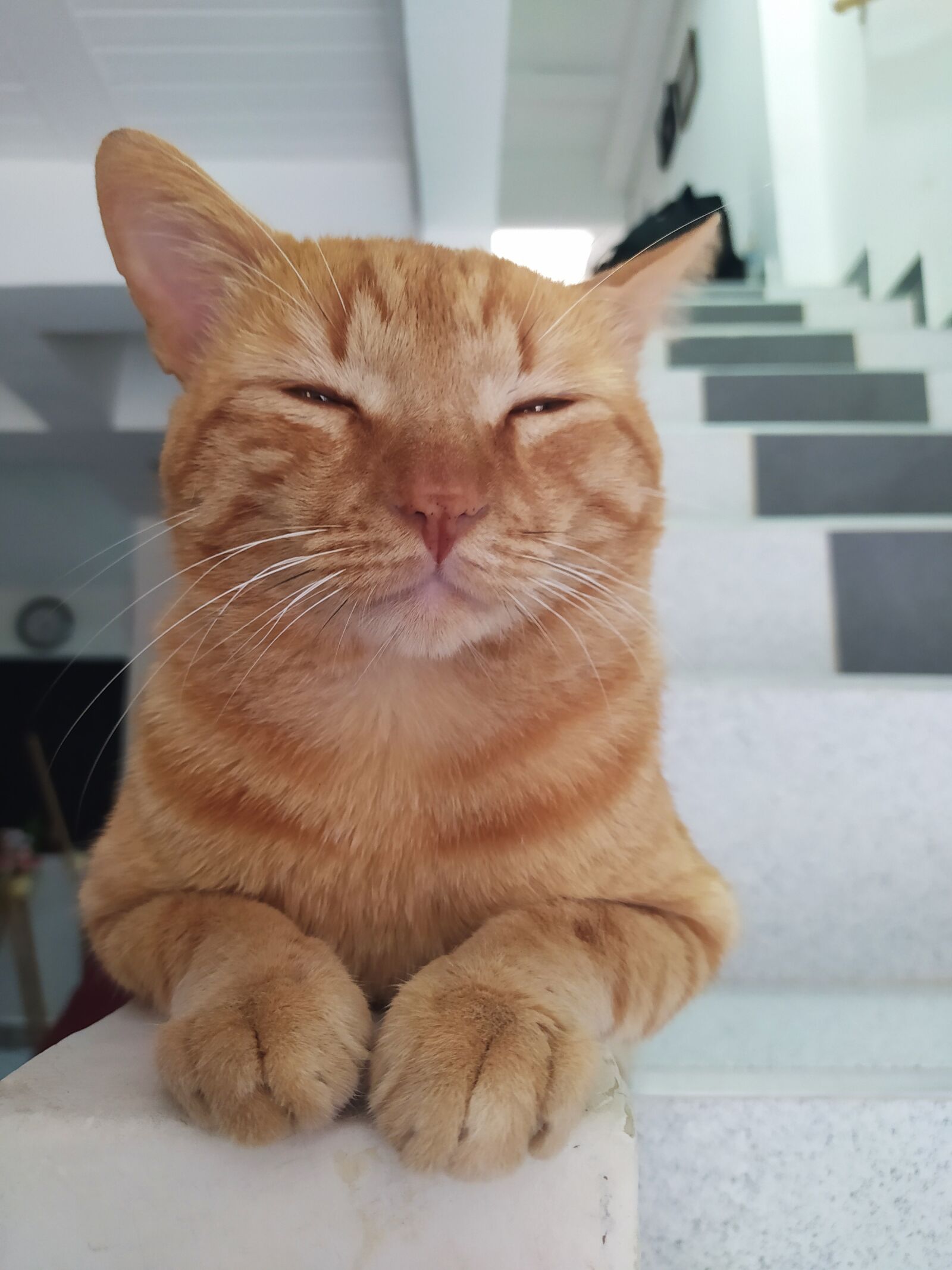 Xiaomi Redmi Note 8 sample photo. Cat, animal, pet photography