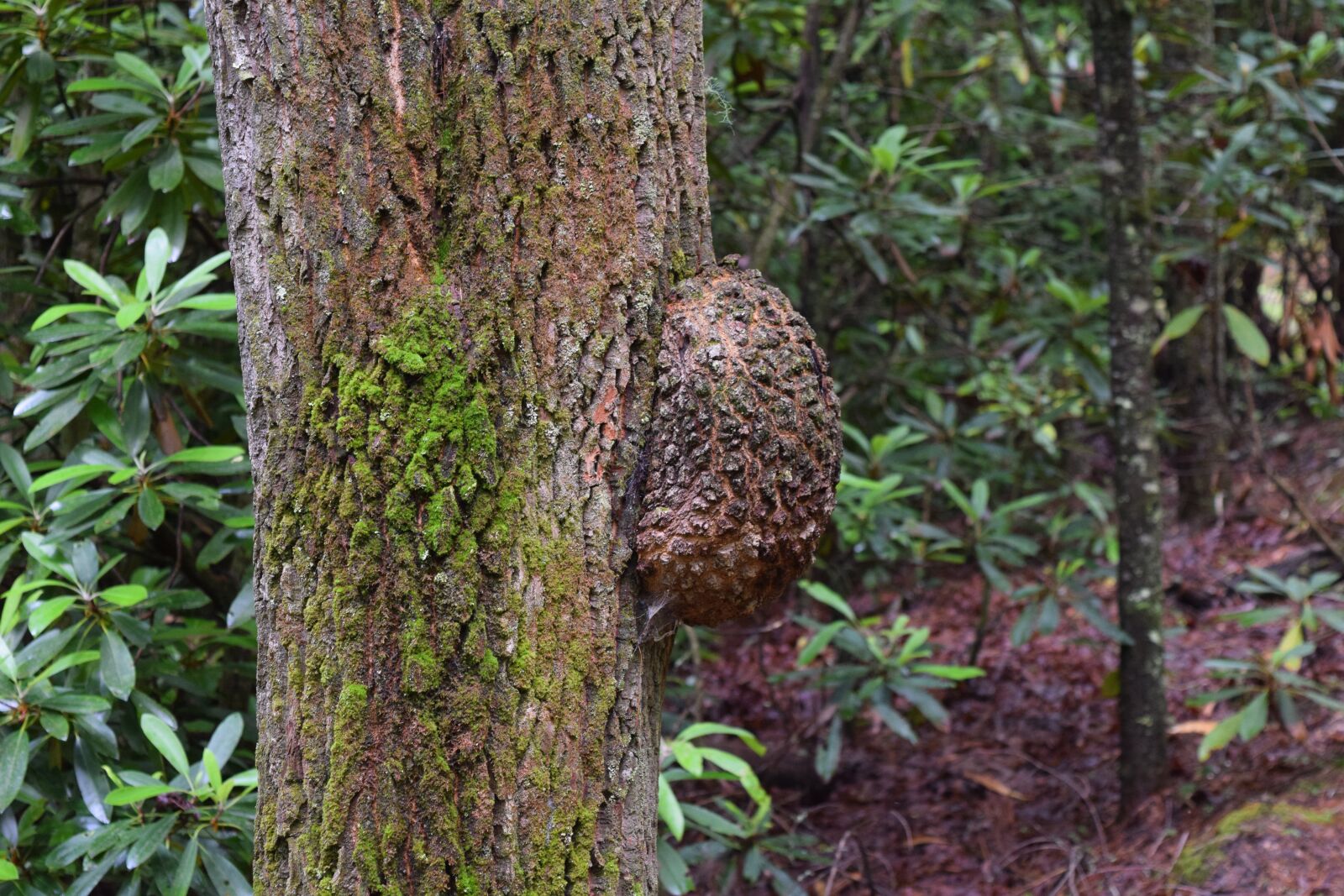 Nikon D3300 sample photo. Tree, gourd, fungus photography