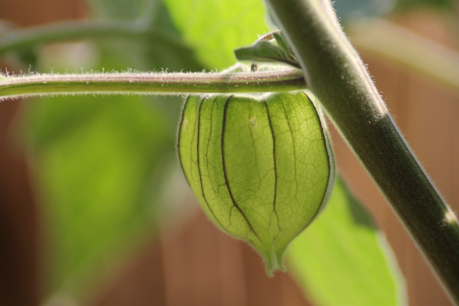 Canon EOS 1100D (EOS Rebel T3 / EOS Kiss X50) sample photo. Physalis, plant, lampionblume photography