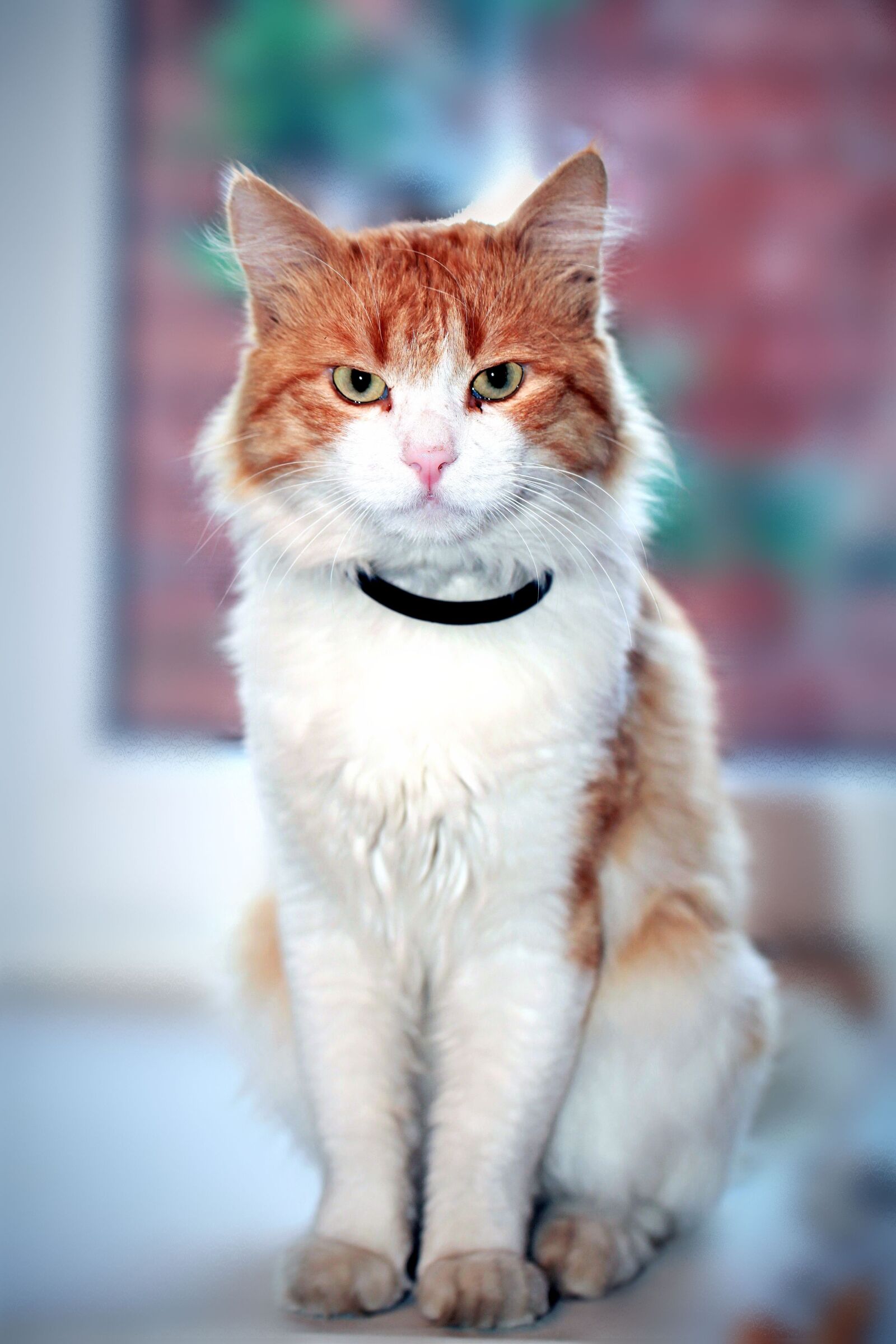 Canon EOS 5D Mark II sample photo. Cat, feline, pet photography
