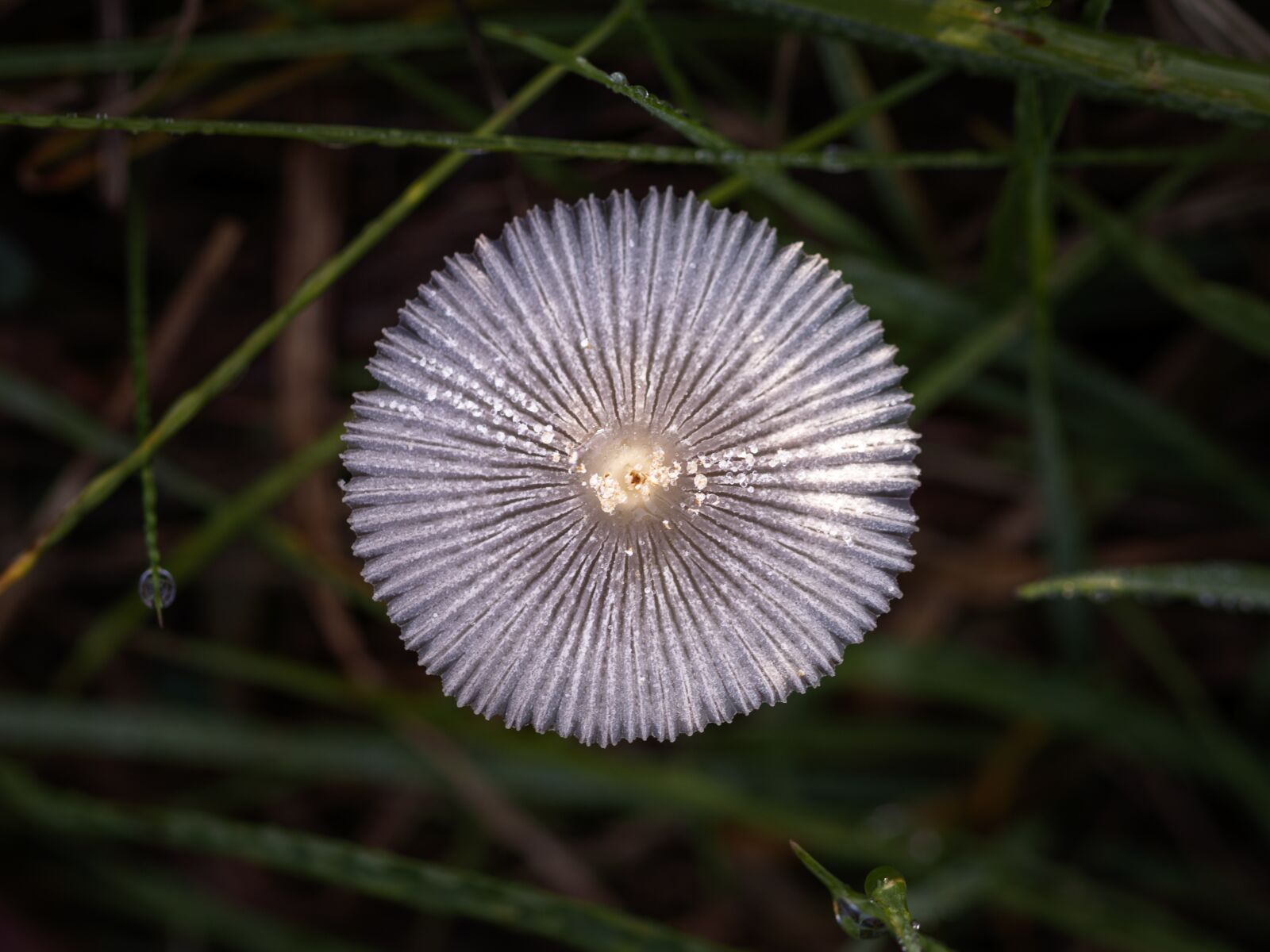 Canon EOS 80D sample photo. Mushroom, mushroom picking, forest photography