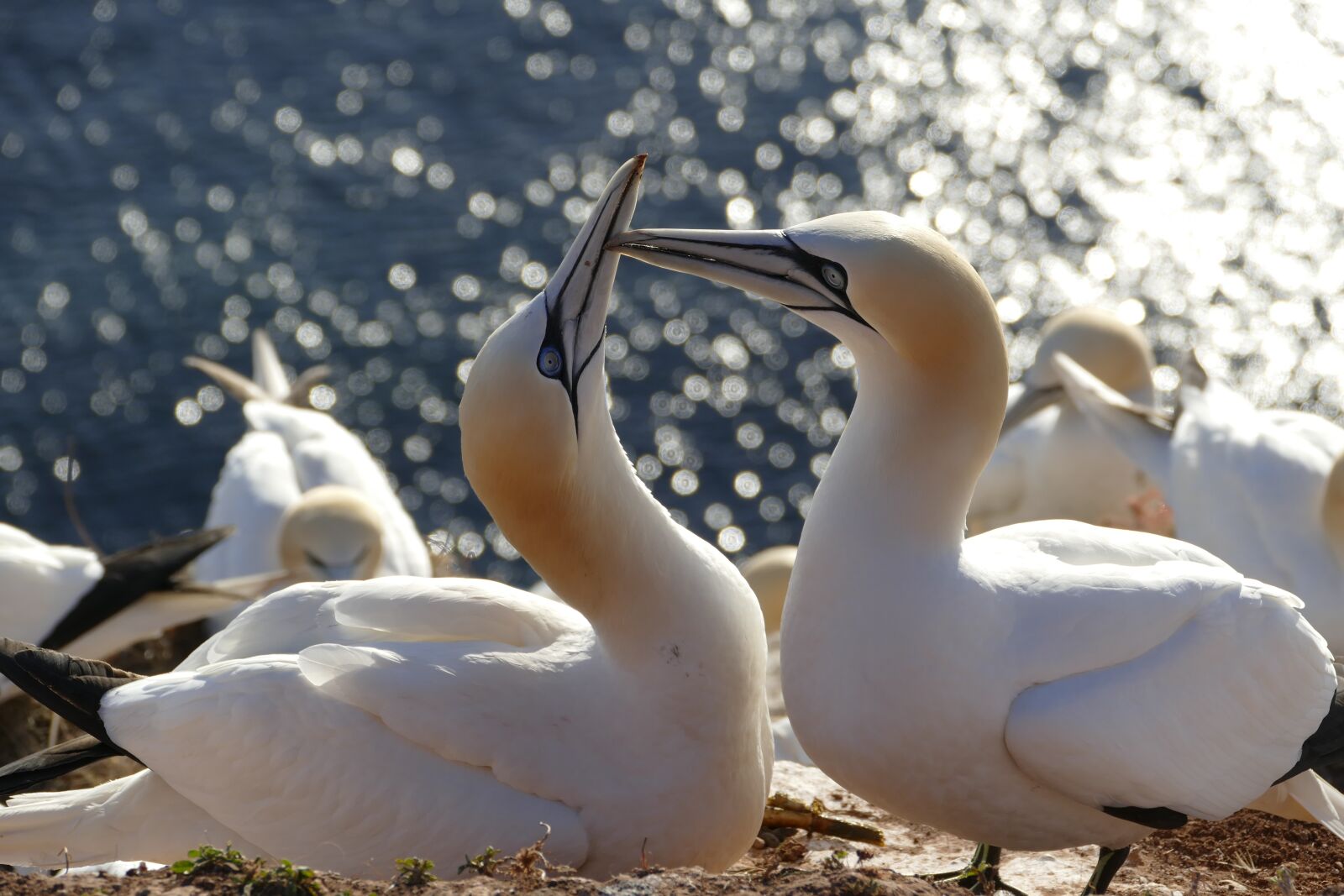 Panasonic Lumix DMC-FZ1000 sample photo. Birds, wildfowl, northern gannet photography