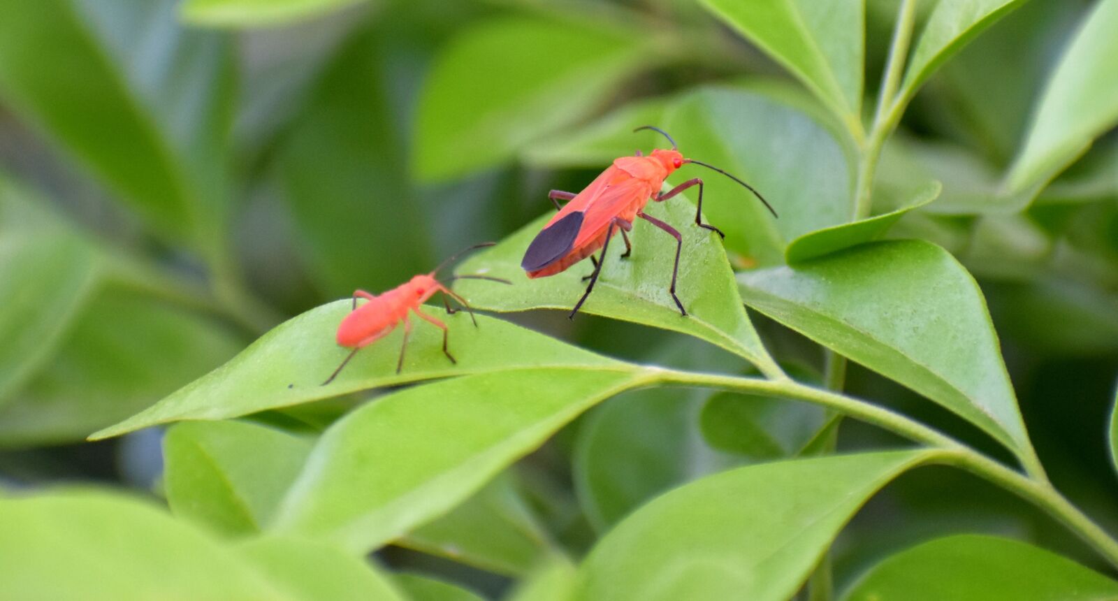 Nikon D5600 sample photo. Boxelder bugs, insects, adult photography