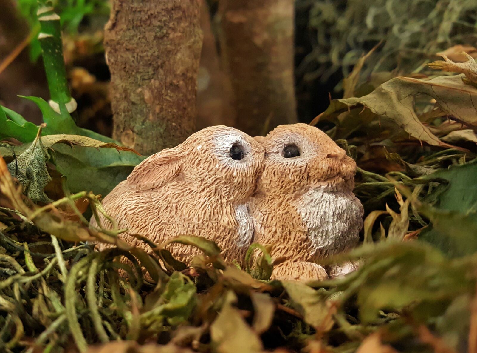 Samsung Galaxy Note5 sample photo. Rabbits, bunny, bunnies photography