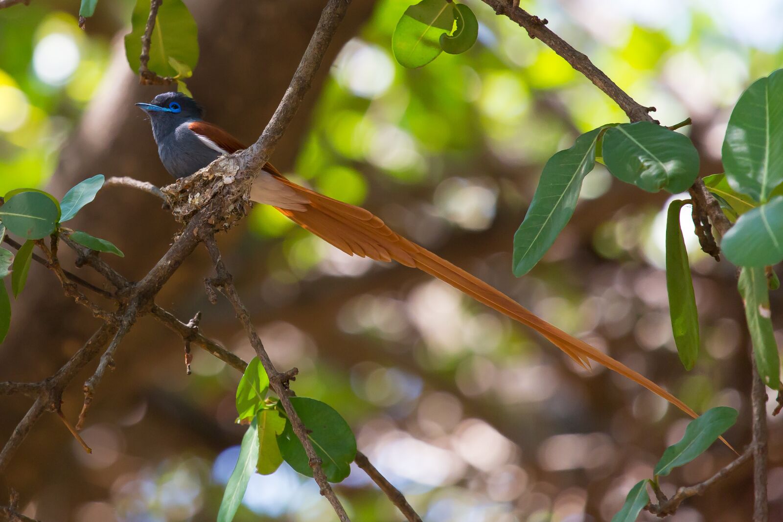 Canon EF 100-400mm F4.5-5.6L IS USM sample photo. African paradise flycatcher, grey photography