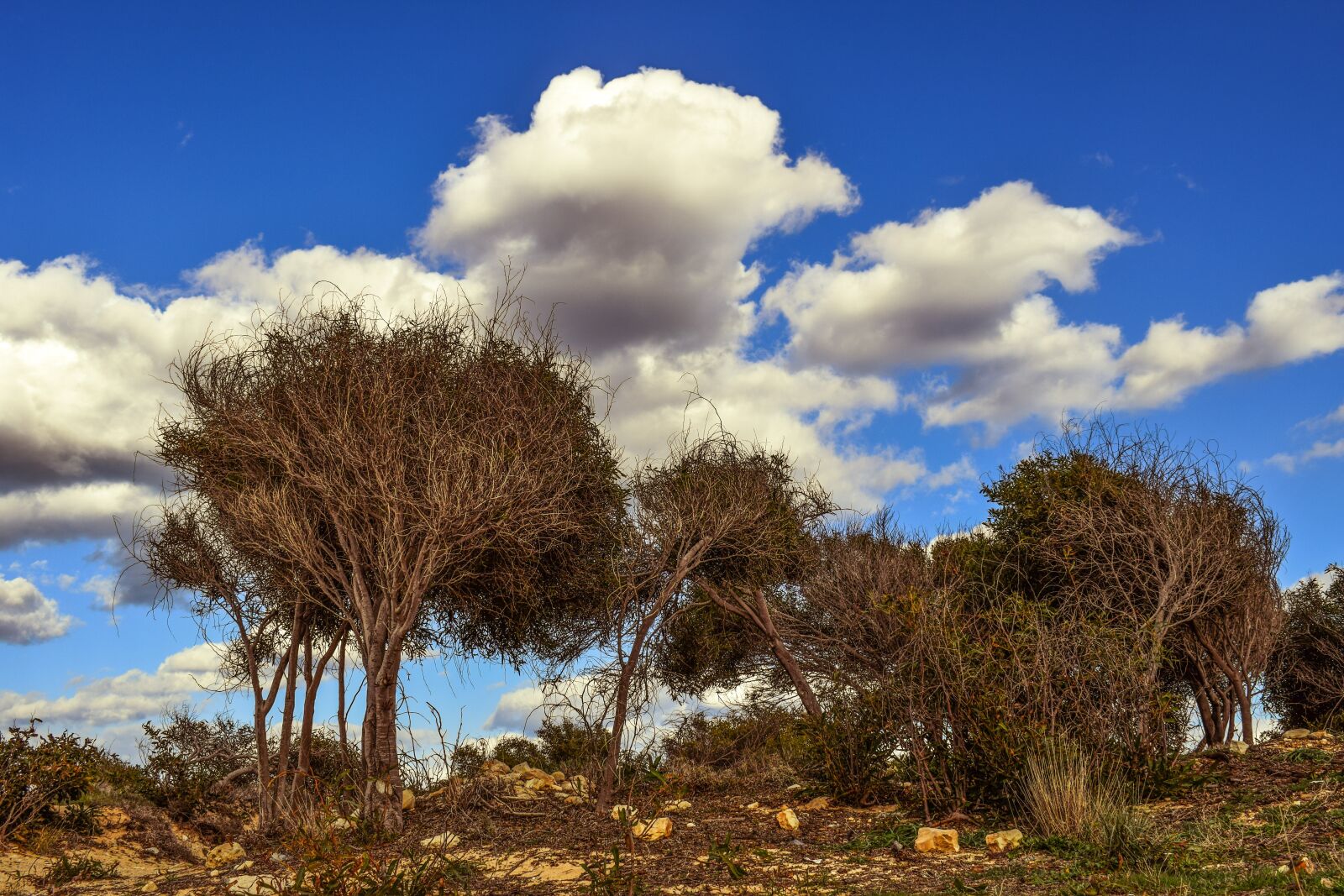 Nikon D3300 sample photo. Trees, nature, scenery photography