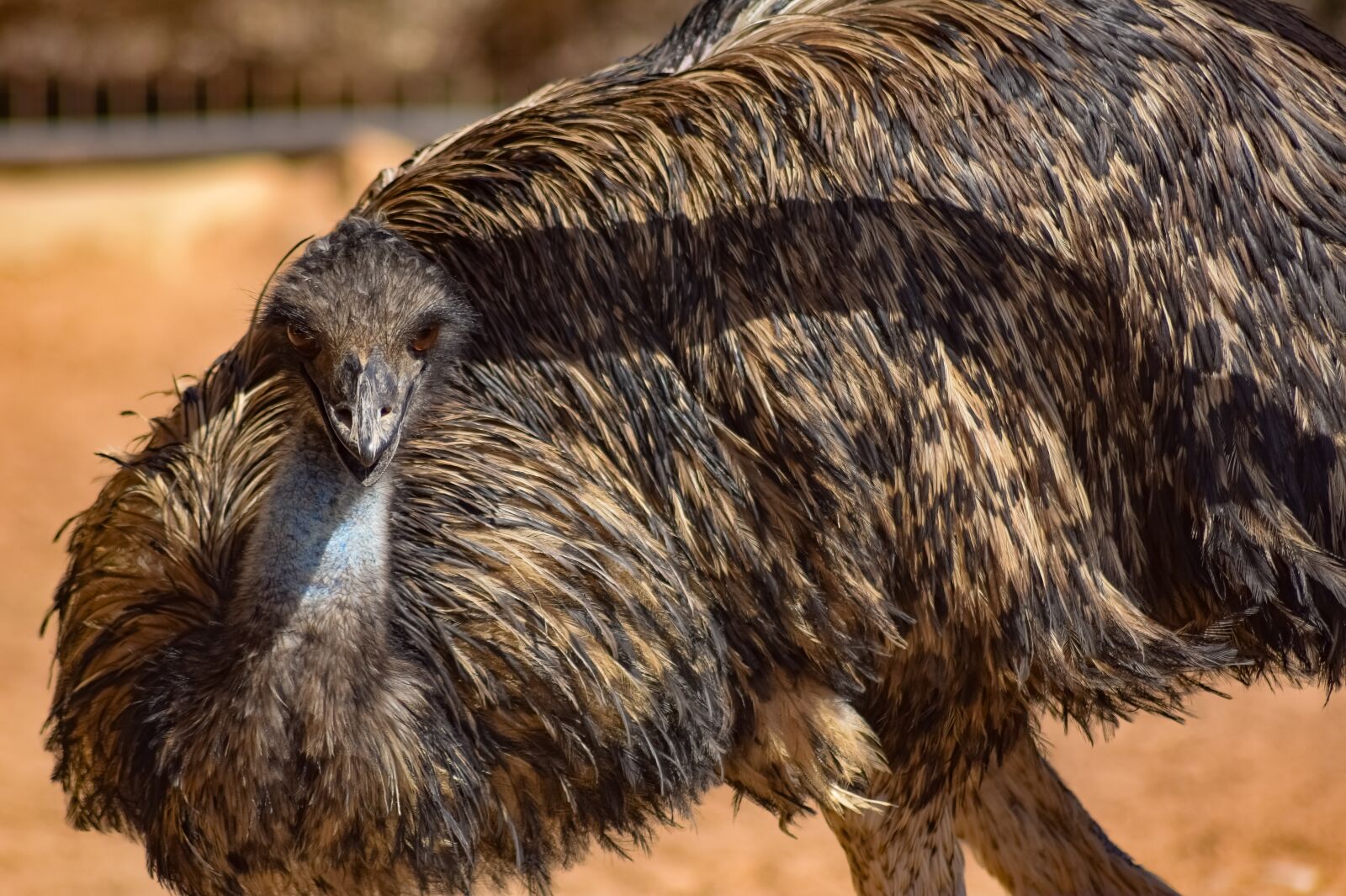 Nikon D3300 sample photo. Emu, bird, animal photography