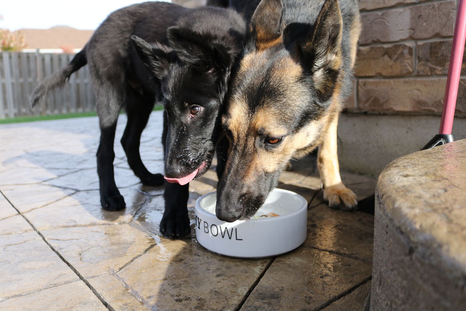 Canon EOS 7D Mark II sample photo. Dog, animal, cute photography