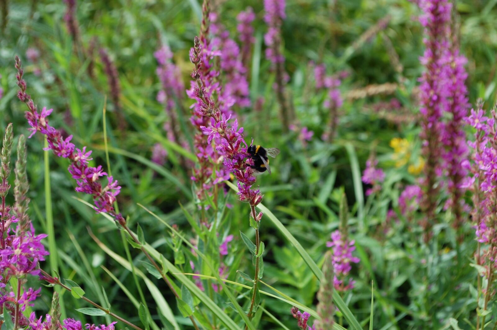 Nikon D40 sample photo. Bee, flowers, purple photography
