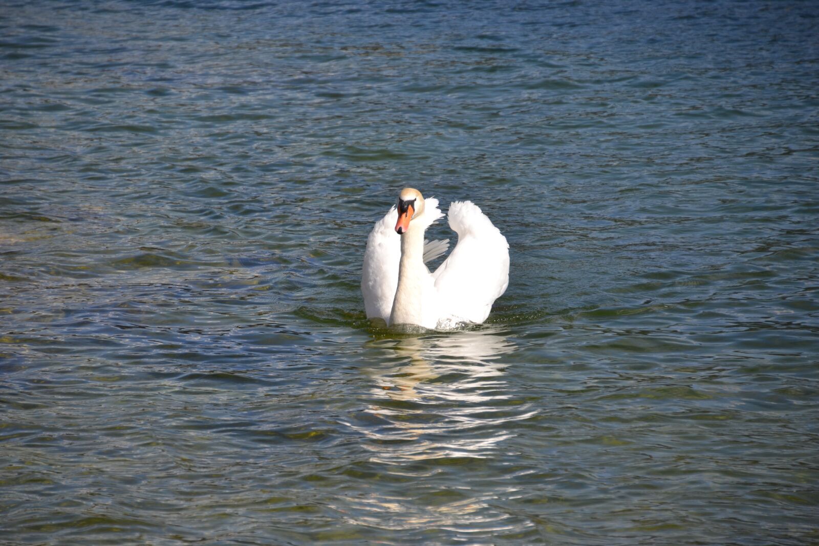 Nikon D3100 sample photo. Swan, animal, water photography