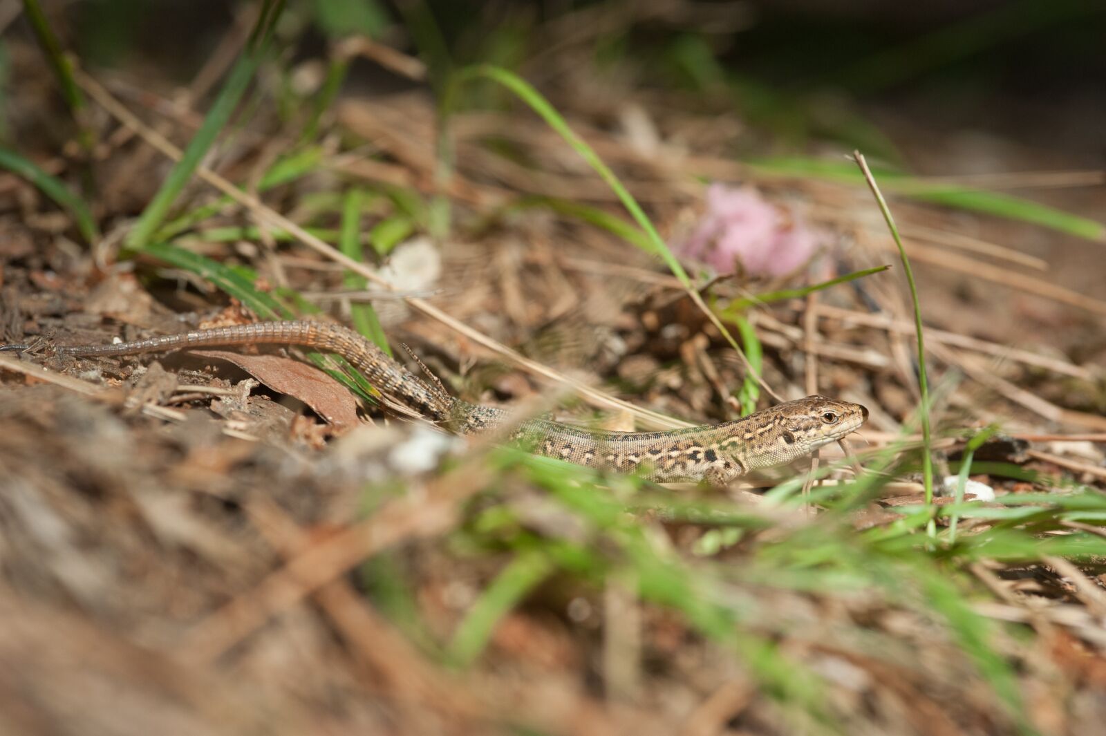Nikon D700 sample photo. Mediterranean, lizard, animal world photography
