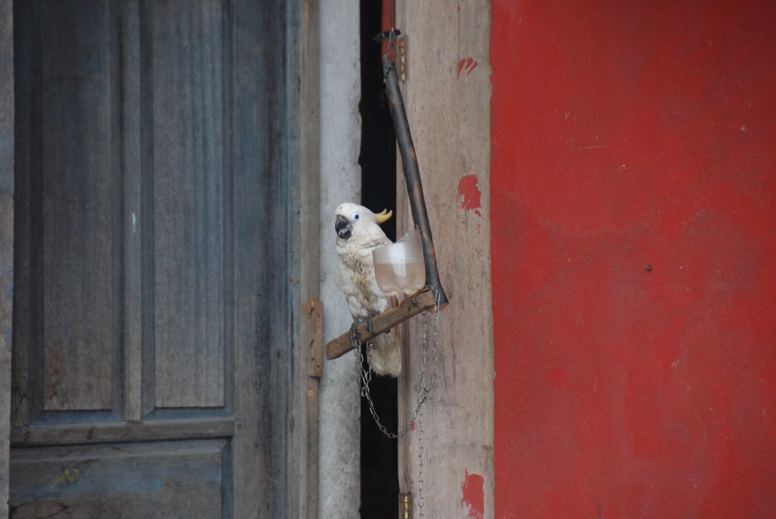 Nikon D200 sample photo. Bird, third world, shop photography