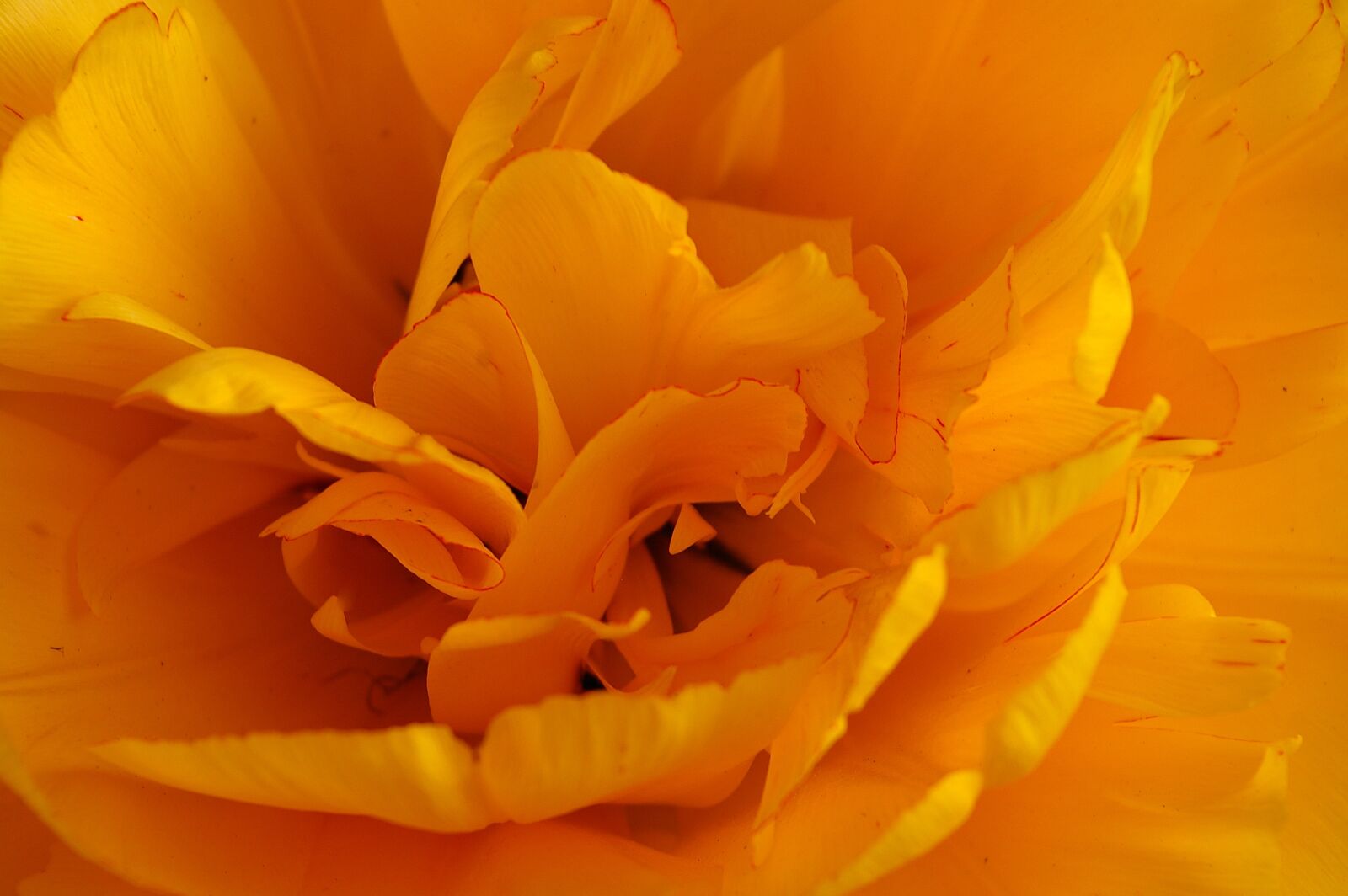 Pentax *ist DL2 sample photo. Yellow tumor, tulip, yellow photography