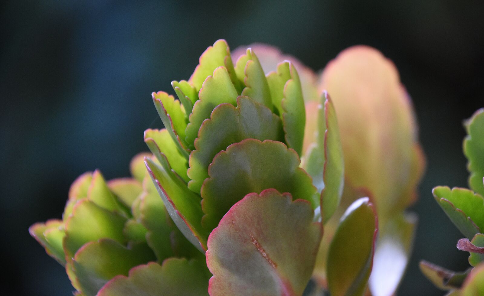 Nikon D7200 sample photo. Nature, plant, cactaceae photography