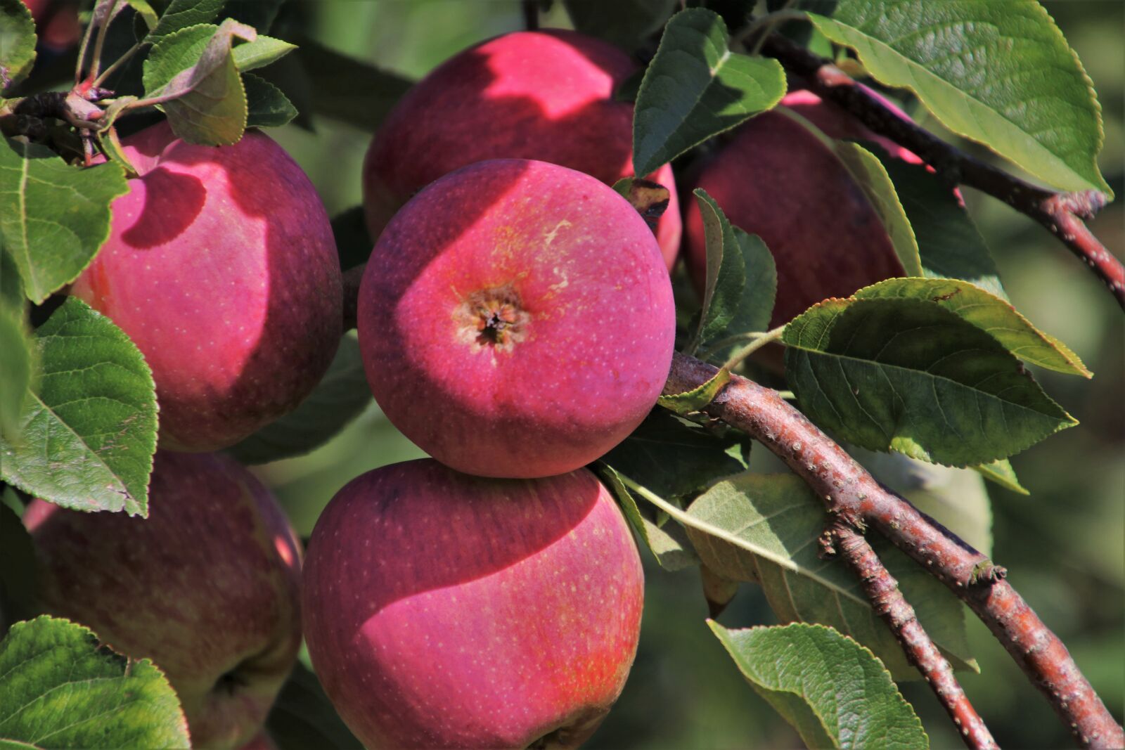 Canon EOS 80D sample photo. Sprig, red apple, fruit photography