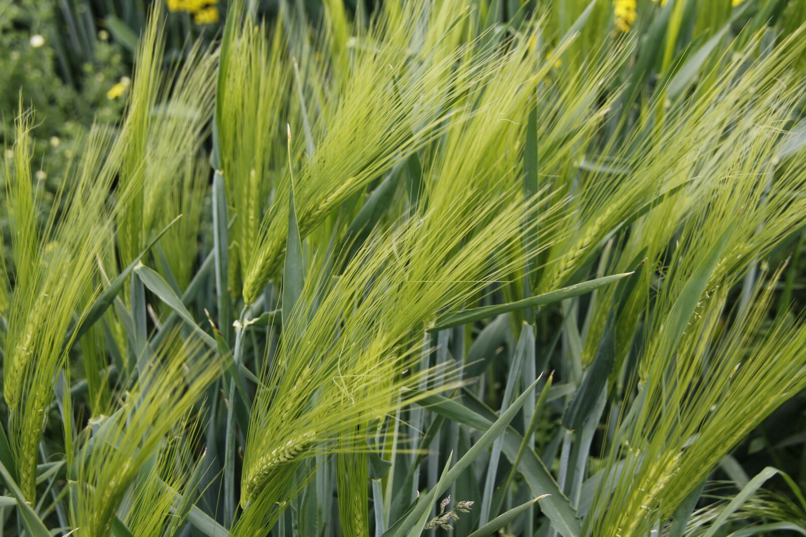 Canon EOS 550D (EOS Rebel T2i / EOS Kiss X4) sample photo. Nature, plant, movement photography