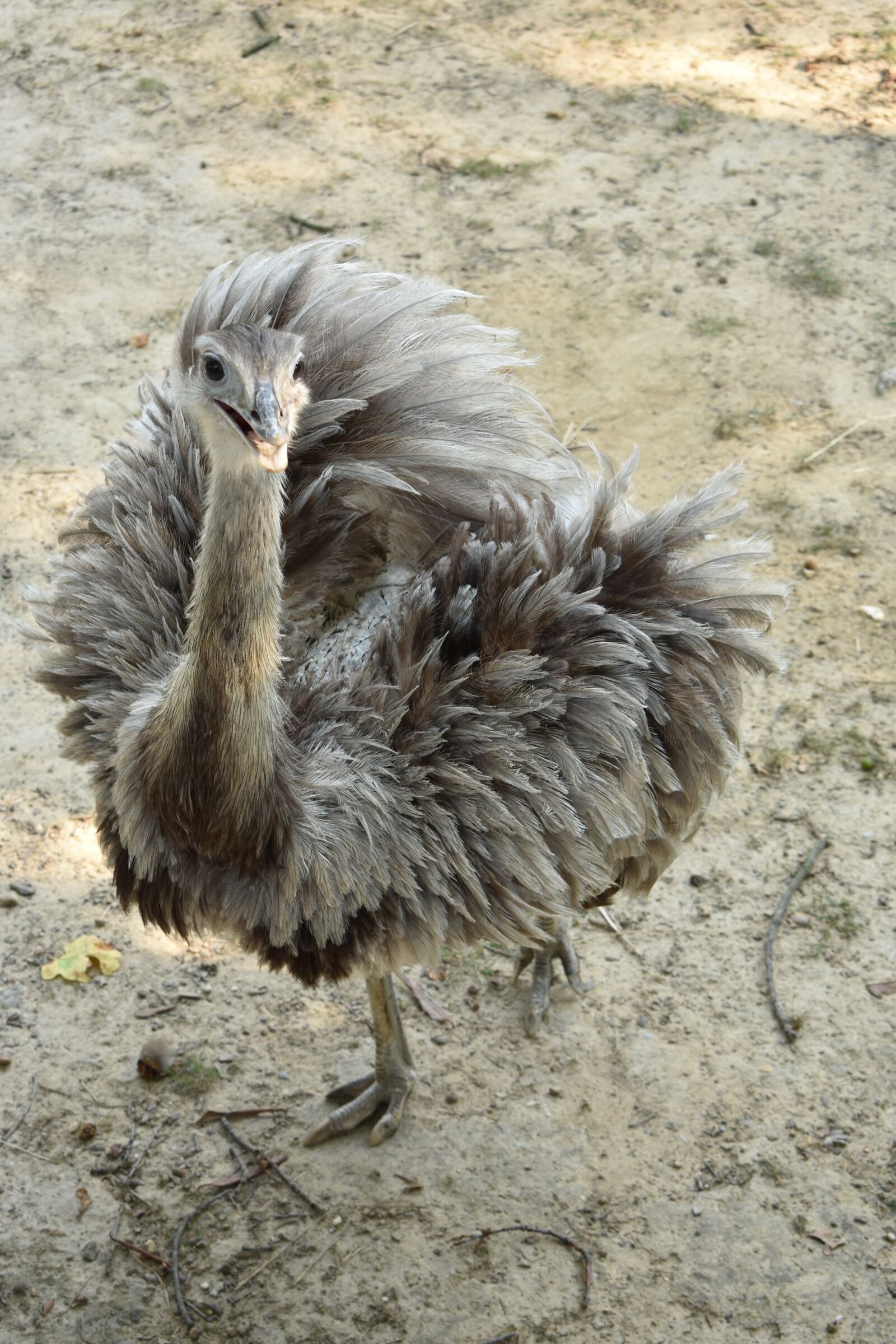 Nikon D3400 sample photo. Pštros, animal, nature photography