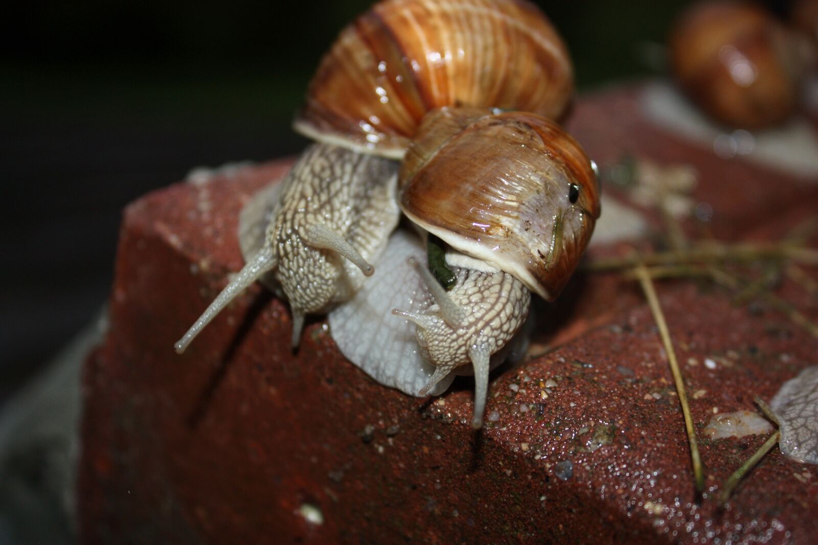 Canon EOS 450D (EOS Rebel XSi / EOS Kiss X2) sample photo. Snail, animal, clam photography