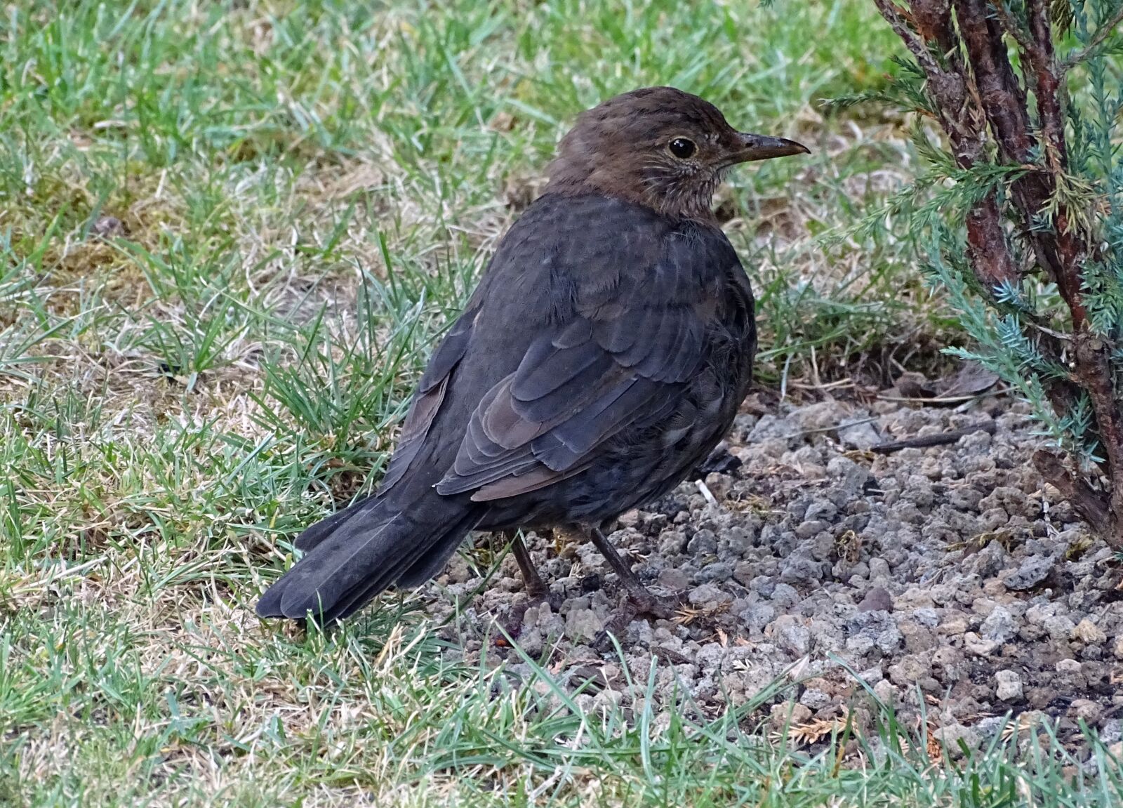 Sony Cyber-shot DSC-HX400V sample photo. Blackbird, songbird, bird photography