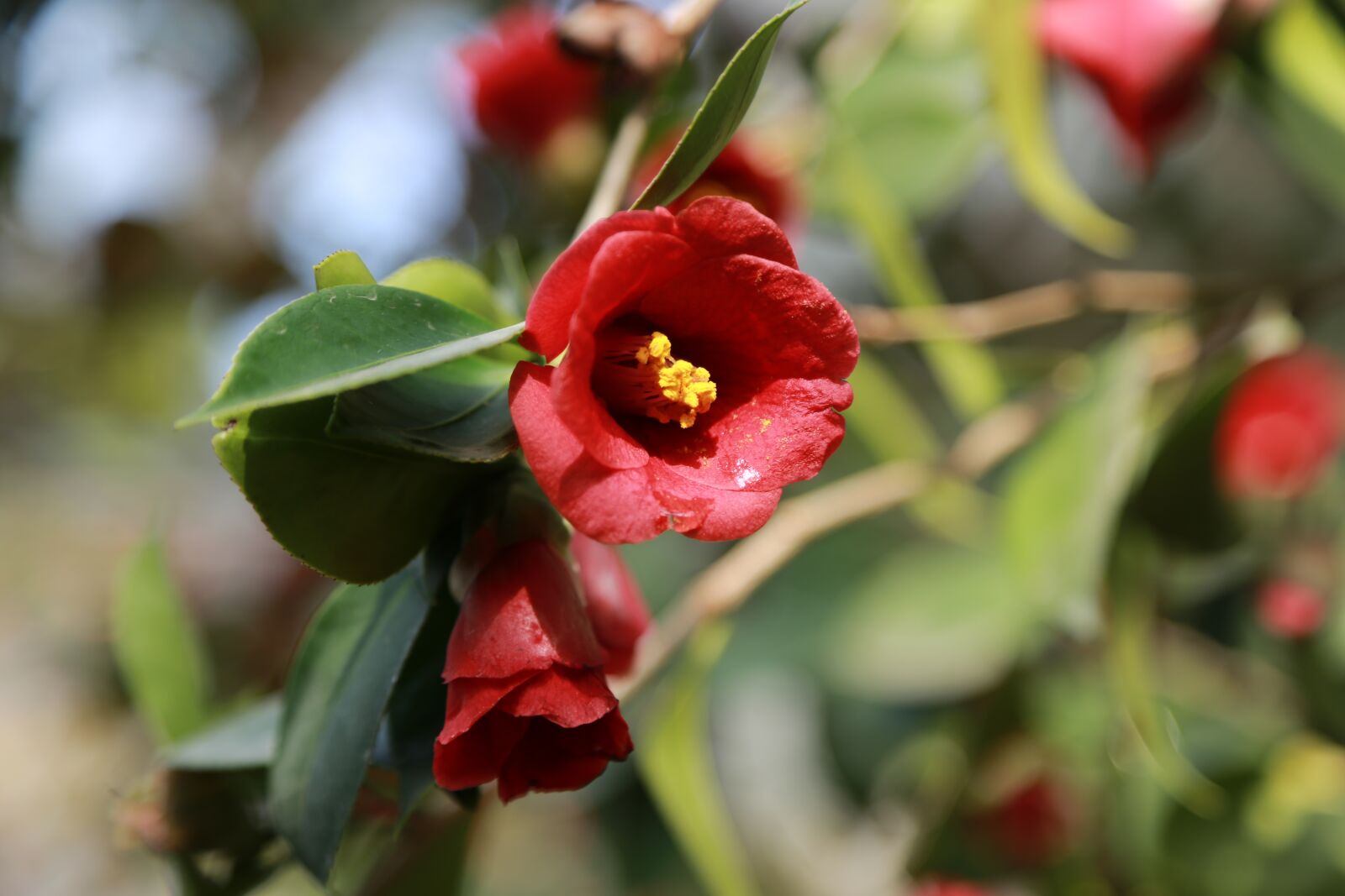 Canon EOS 6D + Canon EF 24-105mm F4L IS USM sample photo. Camellia, camellia flower, flowers photography