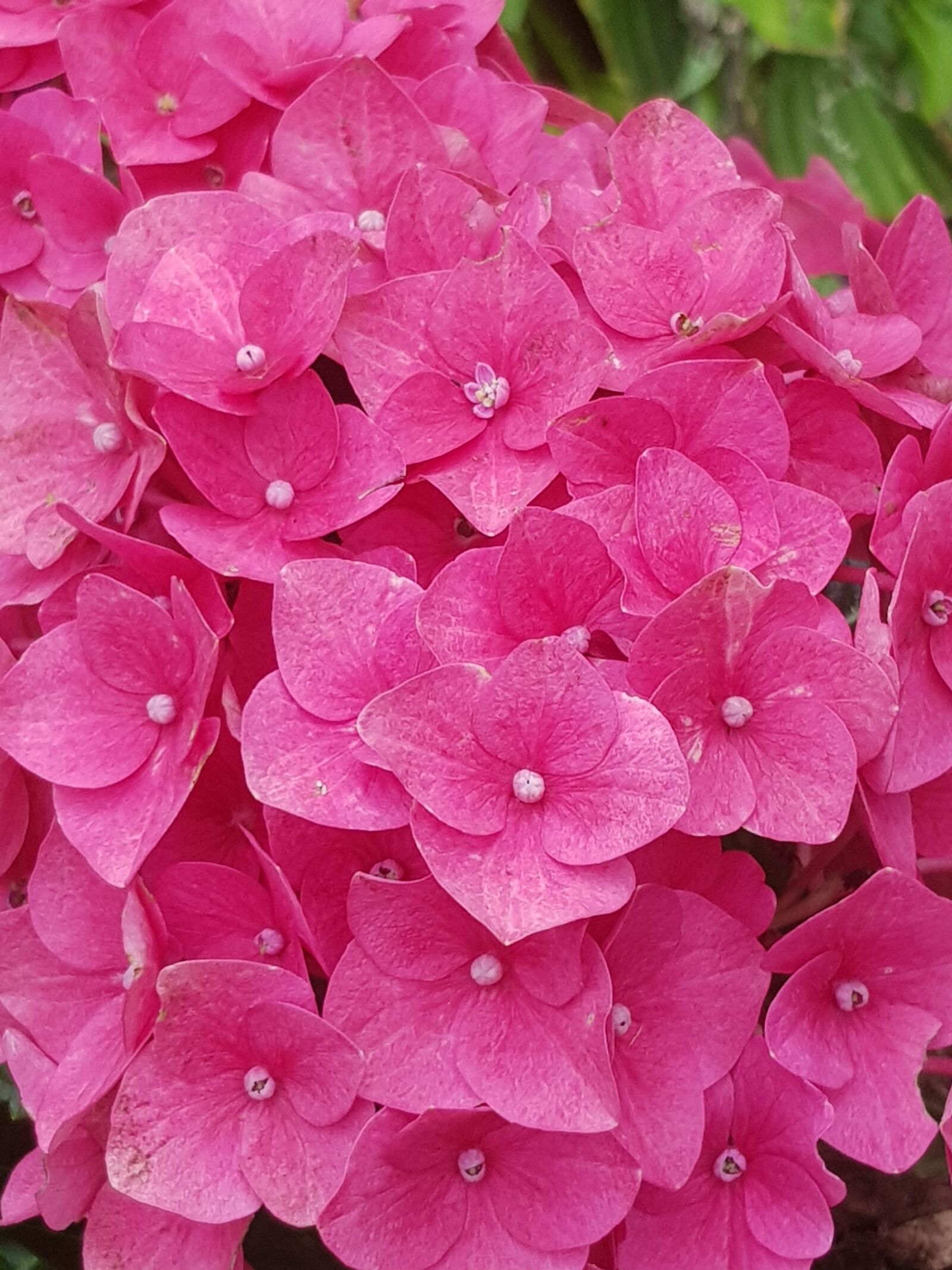 Samsung Galaxy S8 sample photo. Hydrangea, pink, garden plant photography