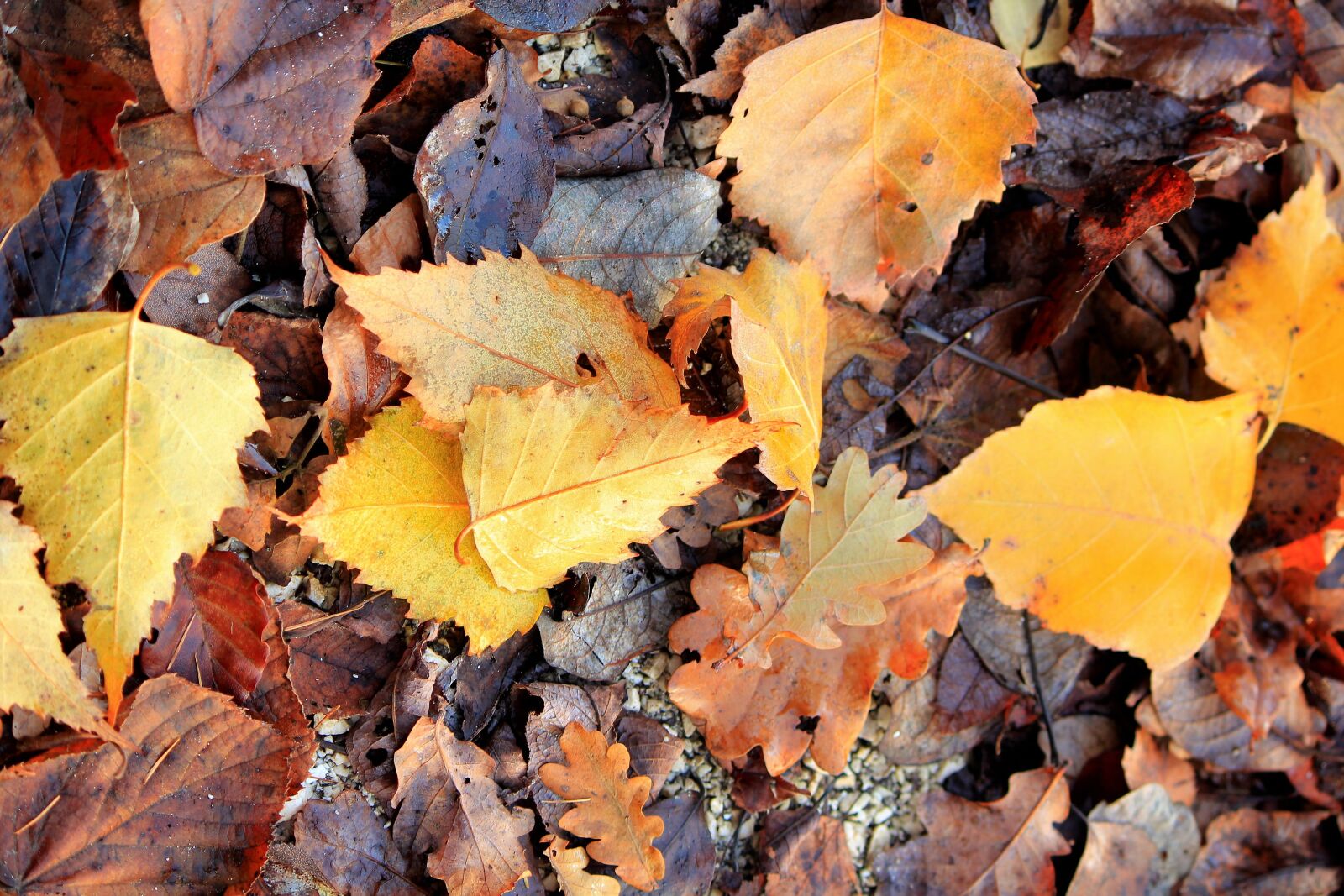 Canon EOS 550D (EOS Rebel T2i / EOS Kiss X4) sample photo. Leaves, autumn, fallen photography