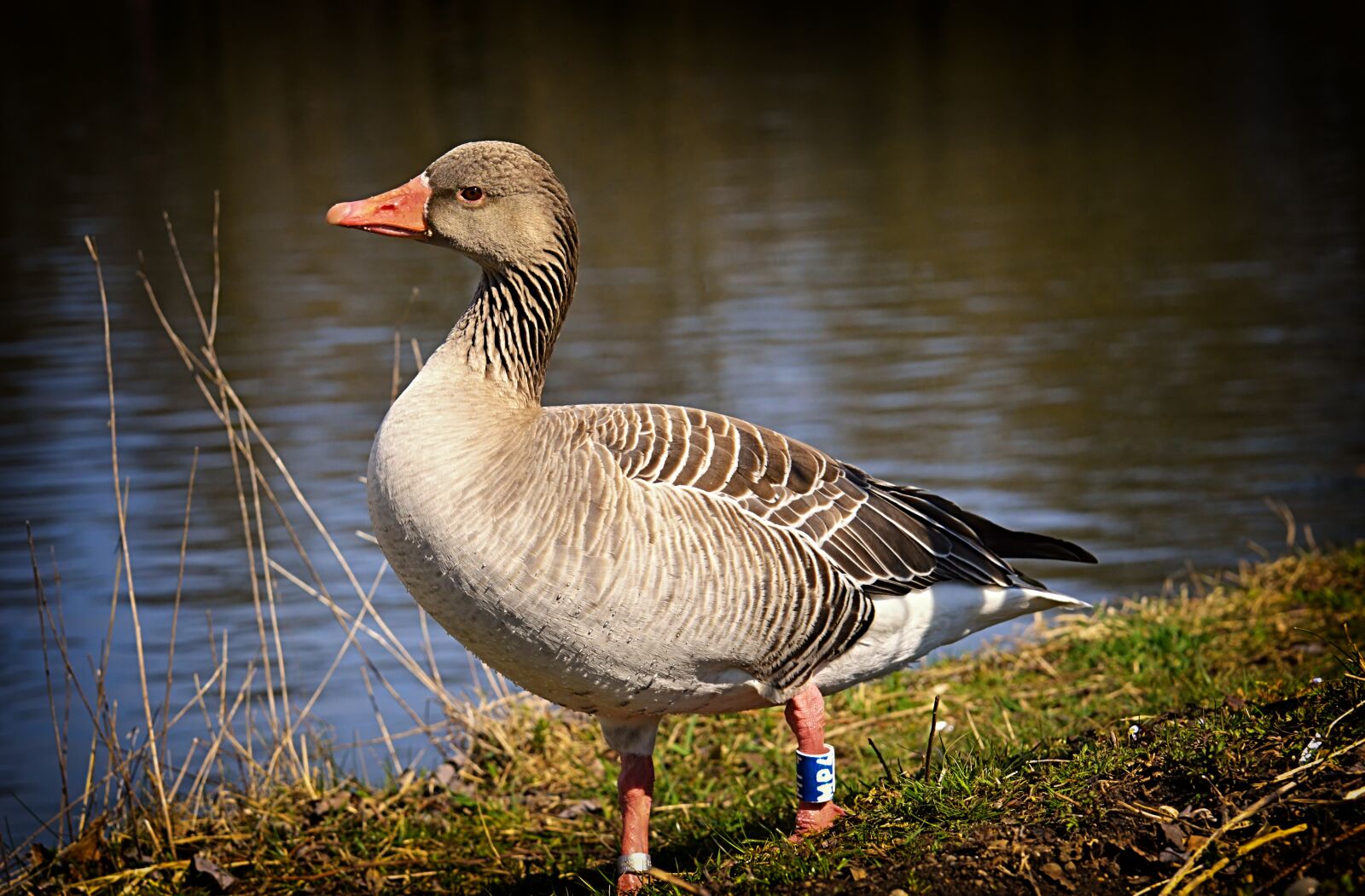 Nikon D3200 sample photo. Goose, view, skeptical photography